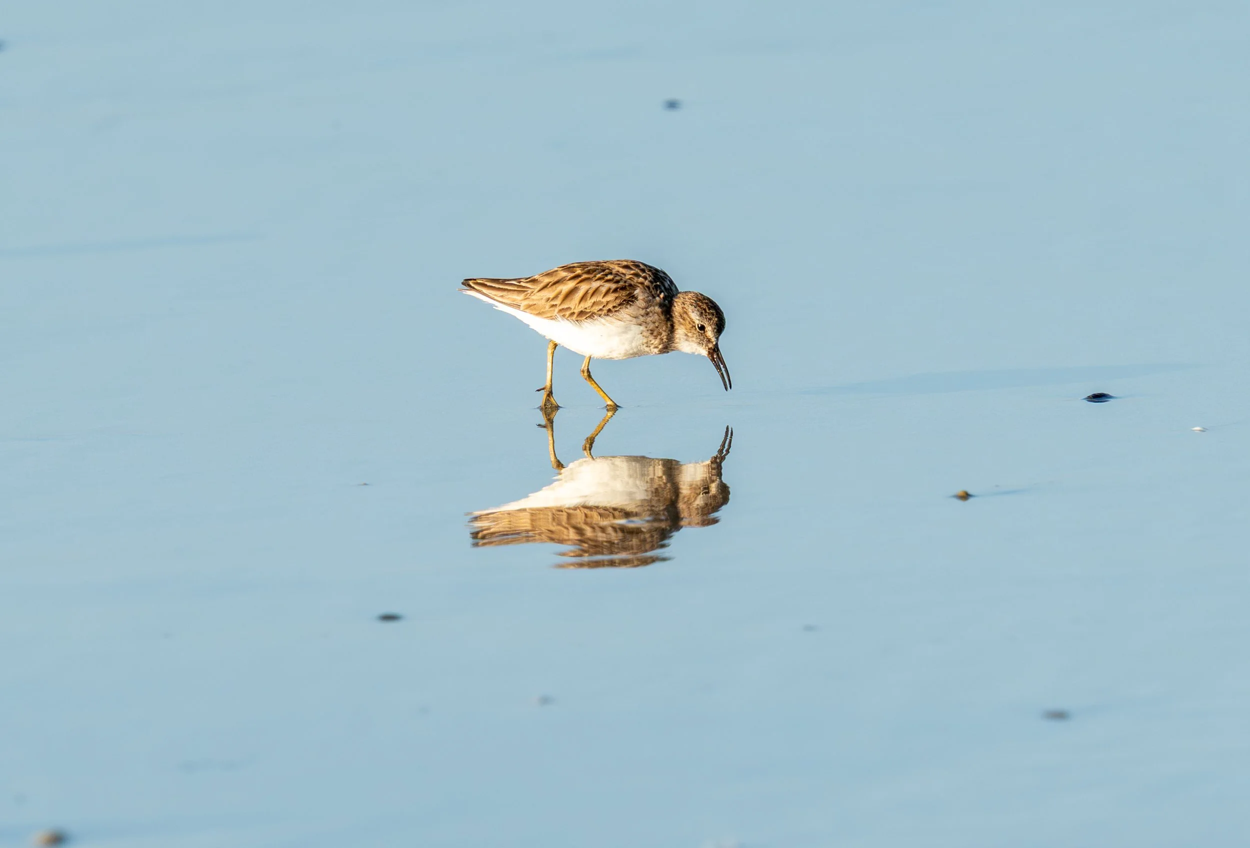 Despite their small size and weight, these shorebirds migrate thousands of miles each year. This stretch of the Central Coast is critical habitat for them, especially during the nesting season which kicks off right around March.