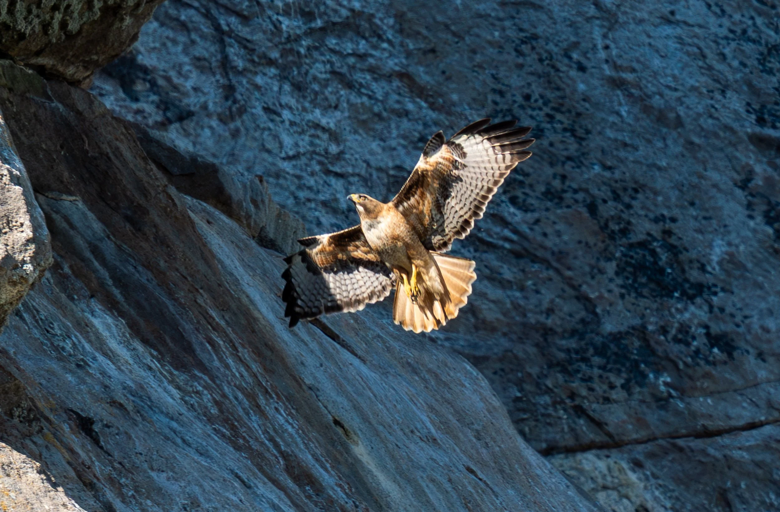 Seen here banking against the rugged cliffs of Morro Rock, the Peregrine Falcon is the fastest animal on Earth. When in a dive this raptor can reach speeds of over 240 mph.

Morro Rock is one of the most famous nesting sites in California for these i