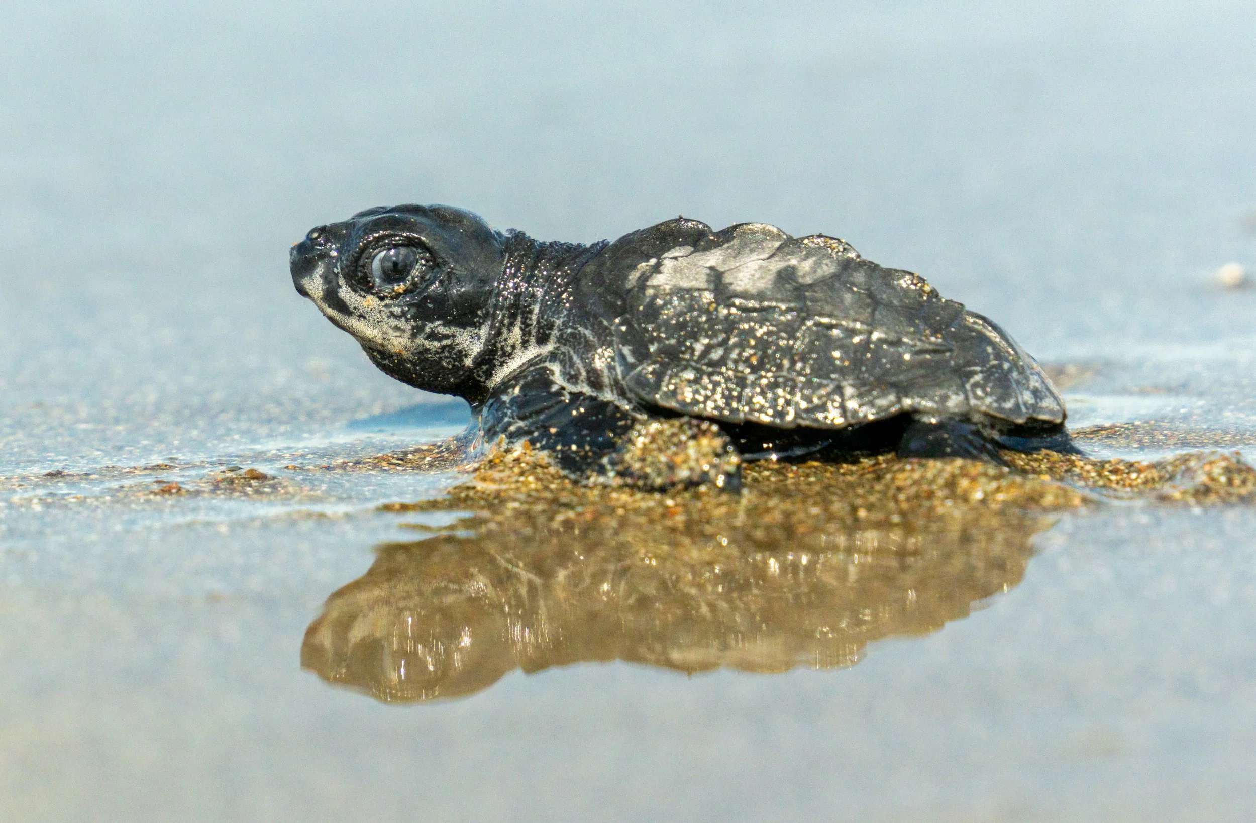 Olive Ridley Sea Turtle
A tiny pioneer making its first trek to the ocean. These hatchlings face incredible odds, yet they possess an innate compass that will eventually lead them back to this same beach to nest decades later.