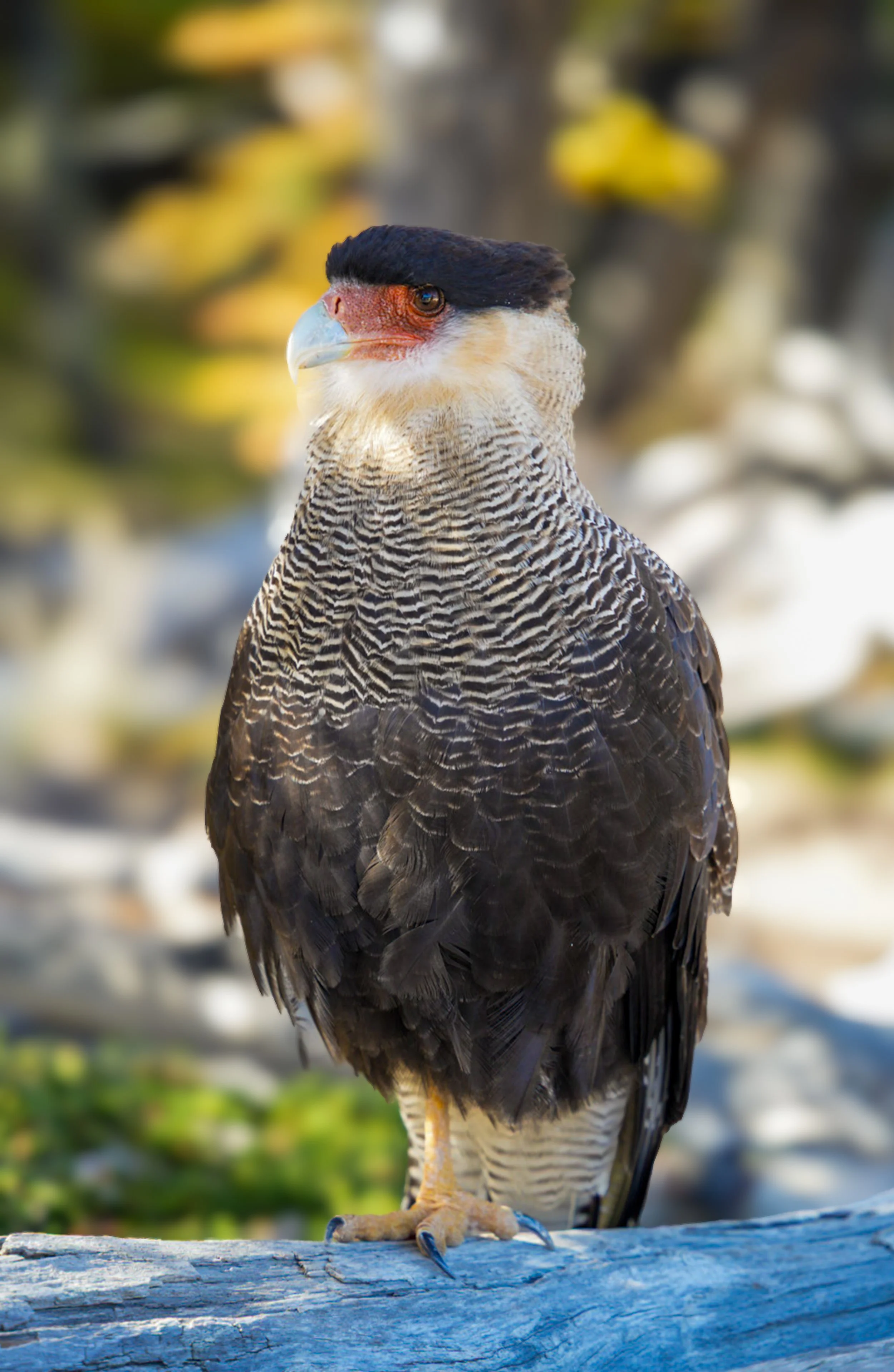 Southern Caracara
A bold and opportunistic bird of prey found throughout South America. Unlike most raptors, the Caracara is frequently seen walking or running on the ground in search of food.