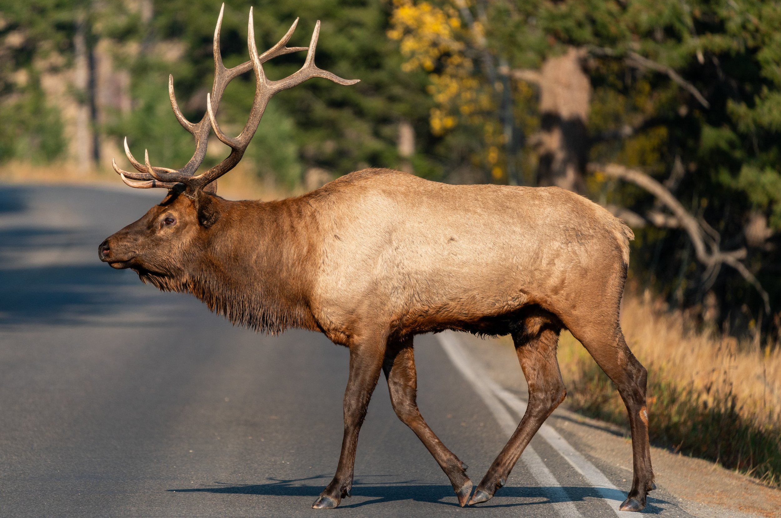 Summer Growth
A magnificent bull showcasing his antlers in "velvet." This highly vascularized skin carries nutrients to the bone, allowing antlers to grow at an incredible rate of up to an inch per day during the summer months.