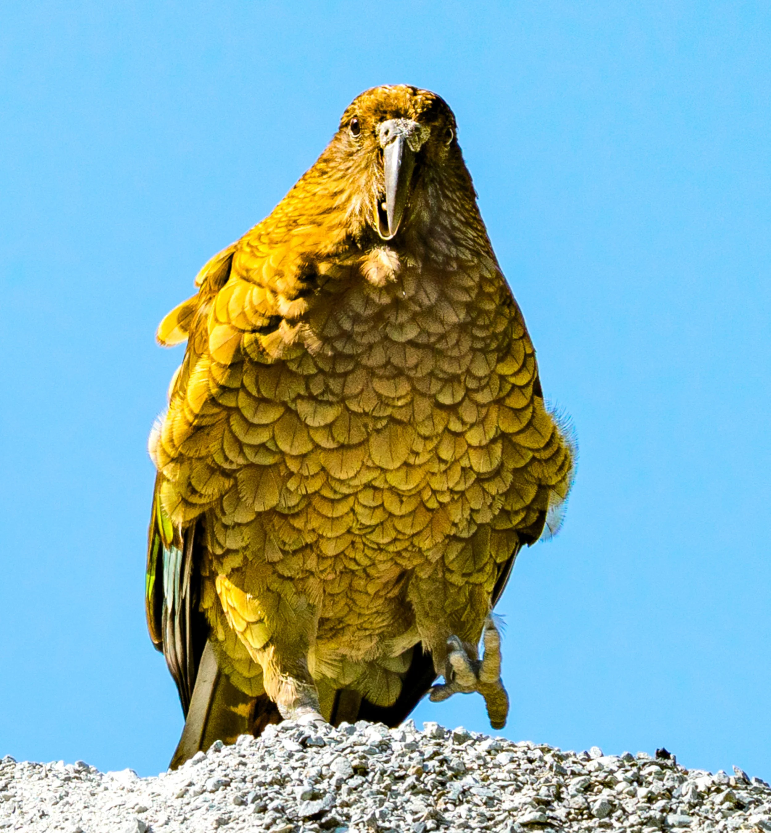 New Zealand Kea
The world’s only alpine parrot. Famous for their high intelligence, Keas are notorious "mountain clowns" known to investigate (and occasionally dismantle) hikers' gear.