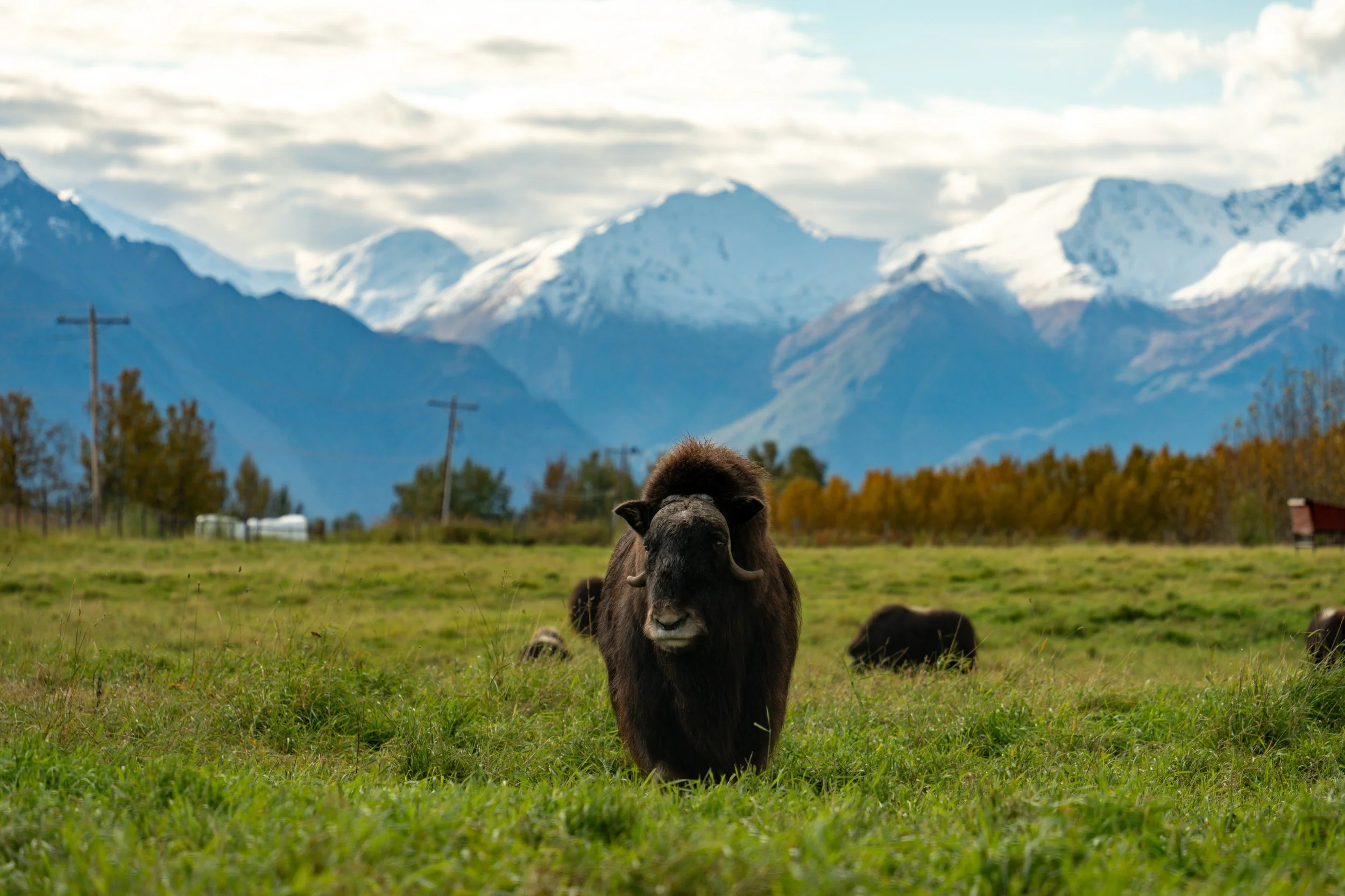 Alaskan Muskox
A literal survivor of the Ice Age. These prehistoric-looking giants are famous for their "qiviut"—an under-layer of wool that is eight times warmer than sheep's wool. When threatened, they form a defensive circle around their young, fa