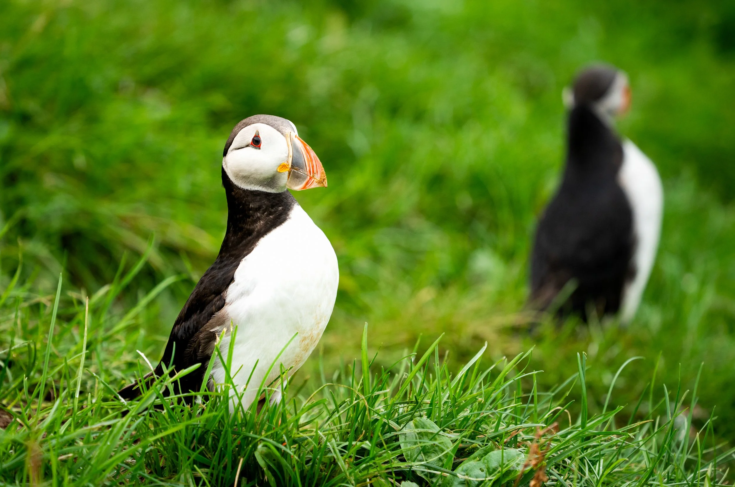 Watching the Waves
A puffin standing tall in the lush green grass. This composition emphasizes the bird’s "tuxedo" plumage, which acts as perfect camouflage while at sea: a black back to blend in with the dark water from above, and a white belly to b