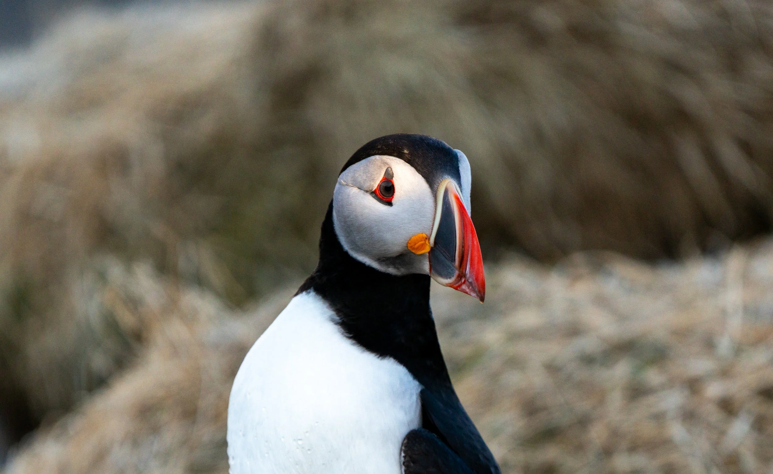 Painted Profile
A crisp side-profile showcasing the puffin’s technicolor summer bill. This iconic orange and yellow plating is actually seasonal; once the breeding season ends, the puffin sheds these outer layers, leaving behind a much smaller, dulle