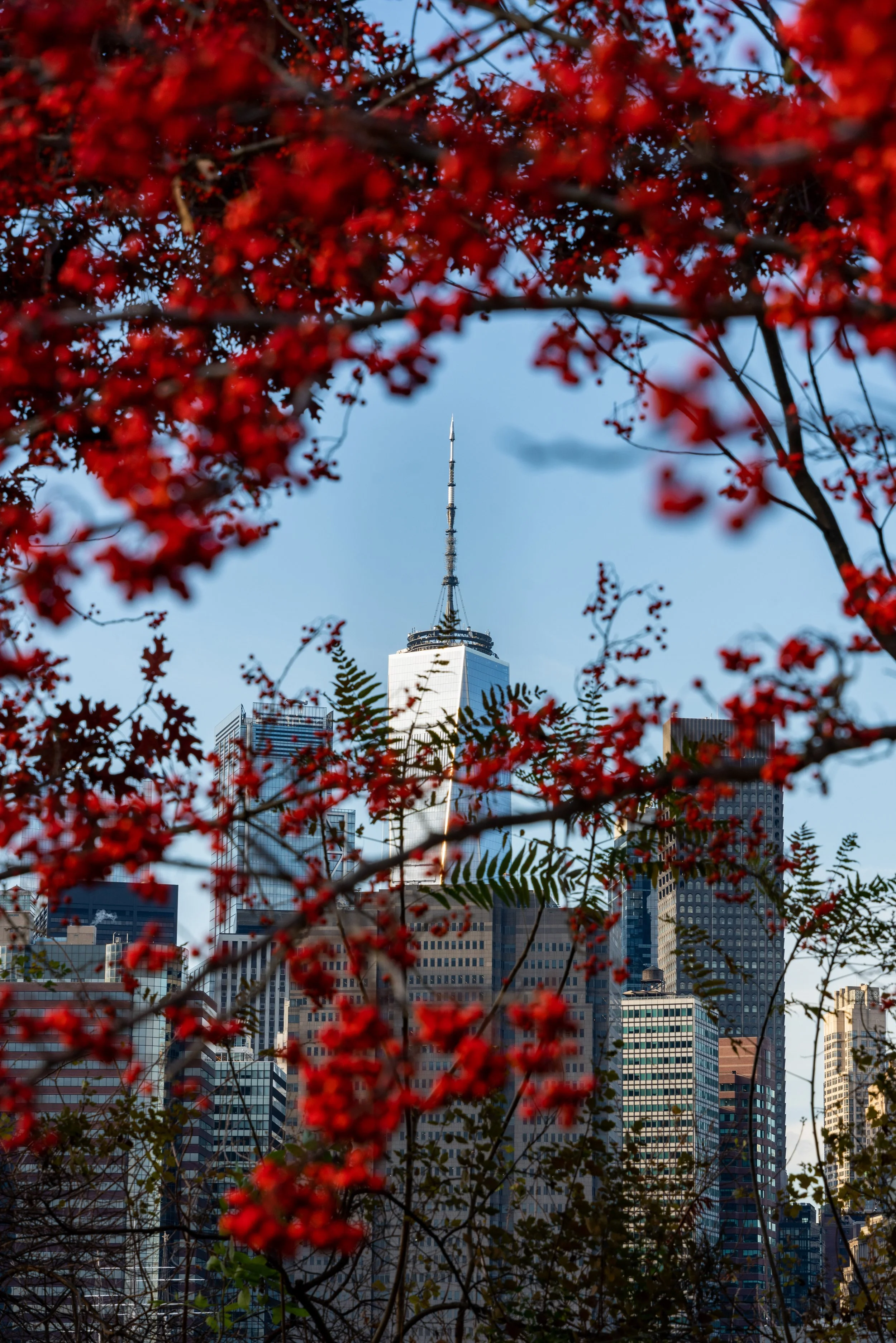 Waterfront Cherry Blossoms
A vivid spring scene at Gantry Plaza State Park in Long Island City. The bright red foliage in the foreground frames a wide view of the East River, creating a natural contrast with the cool blues of the water and the distan