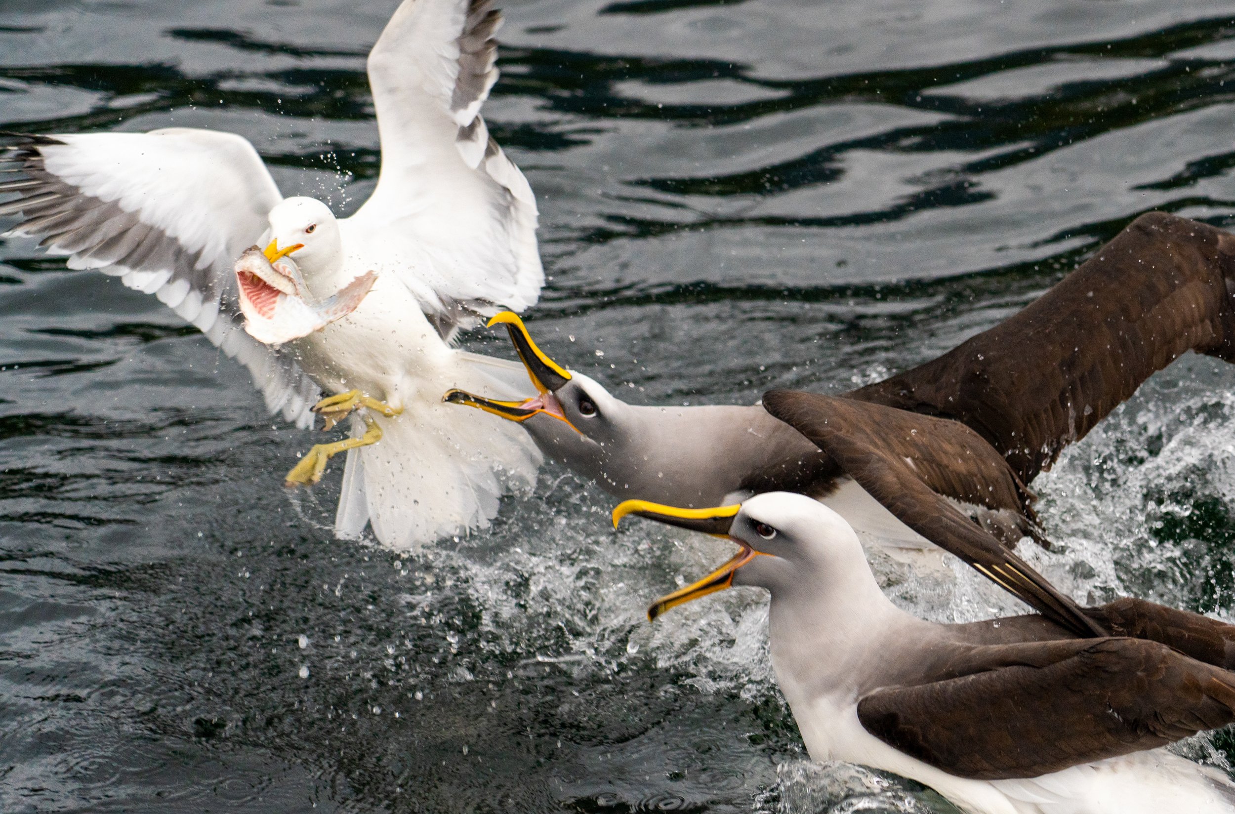 Albatross Thwarted
A daring Pacific Gull takes advantage of the much bigger and stronger Albatross and steals their meal. 
