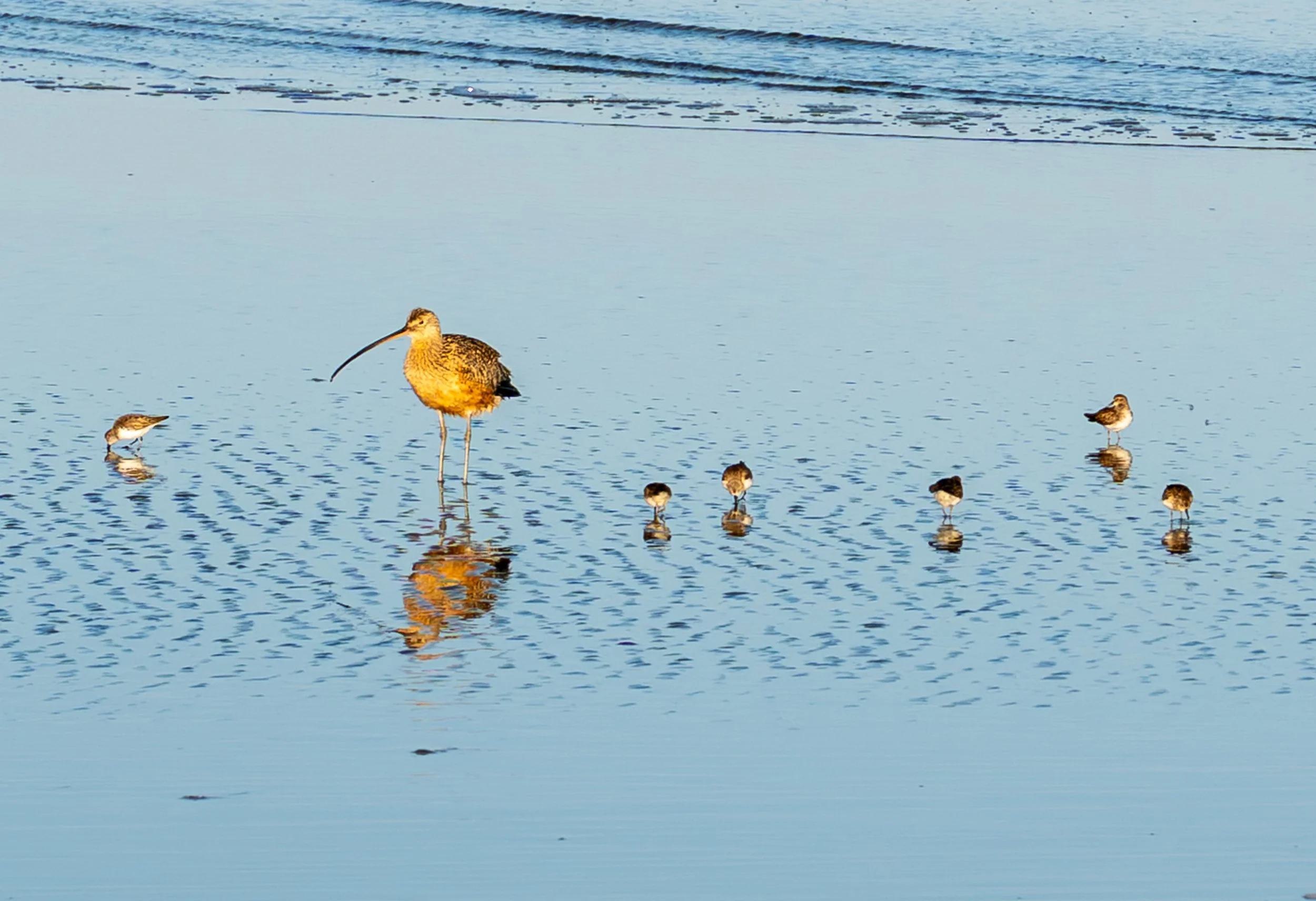 A small Curlew eating next to a group of Western Sandpipers. I kept this photo to emphasis just how tiny the Sandpipers are which are only about 6 inches tall.
