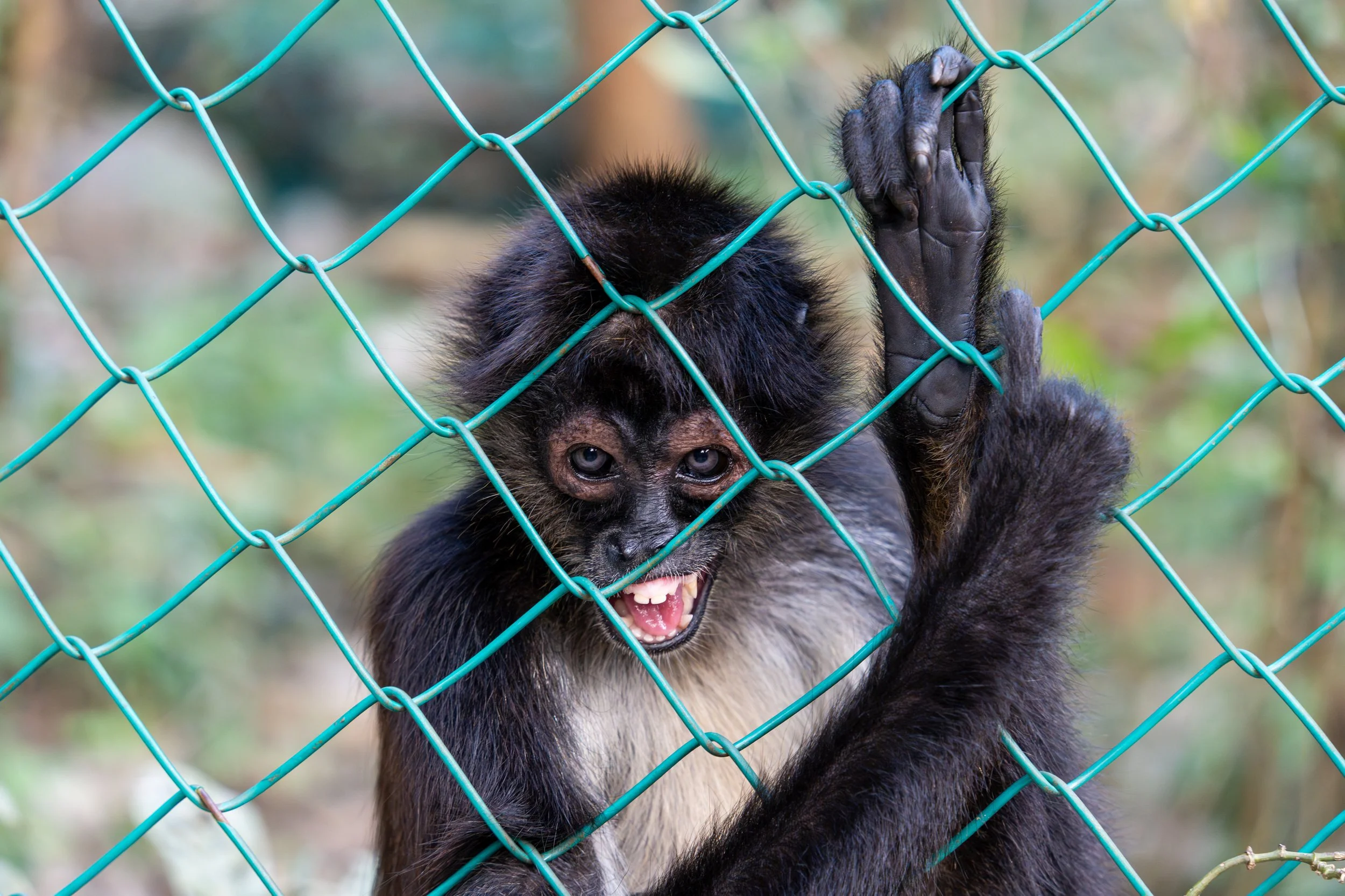 Black-Handed Spider Monkey 
Photographed during feeding time at a wildlife rehabilitation center in Costa Rica.  
Unlike most primates, Spider Monkey's have no thumbs.
