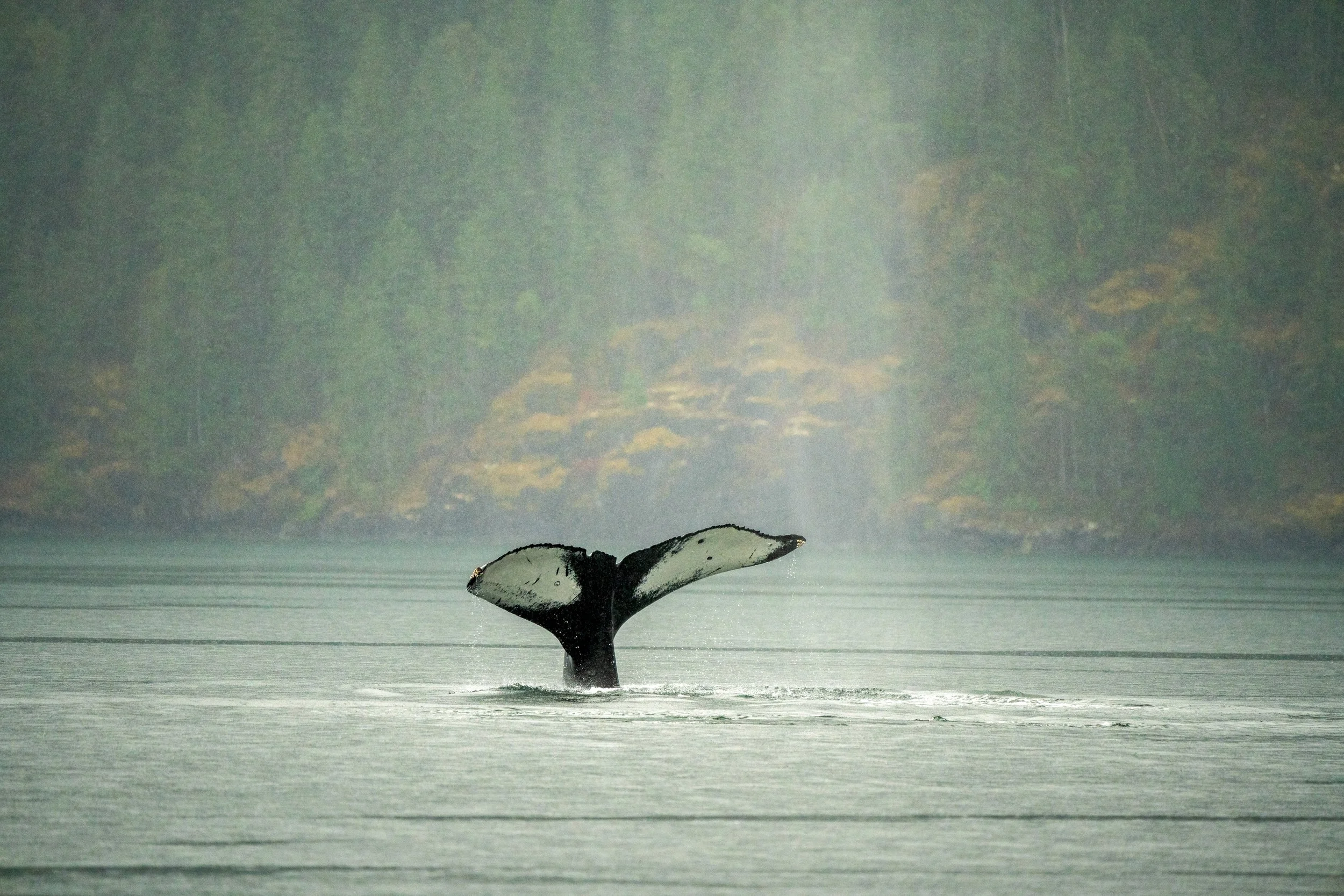Humpback Fingerprint
The underside of a Humpback Whale's tail, or fluke, is as unique as a human fingerprint. The distinct patterns of white and black pigment, along with the jagged trailing edges, allow researchers and photographers to identify and 
