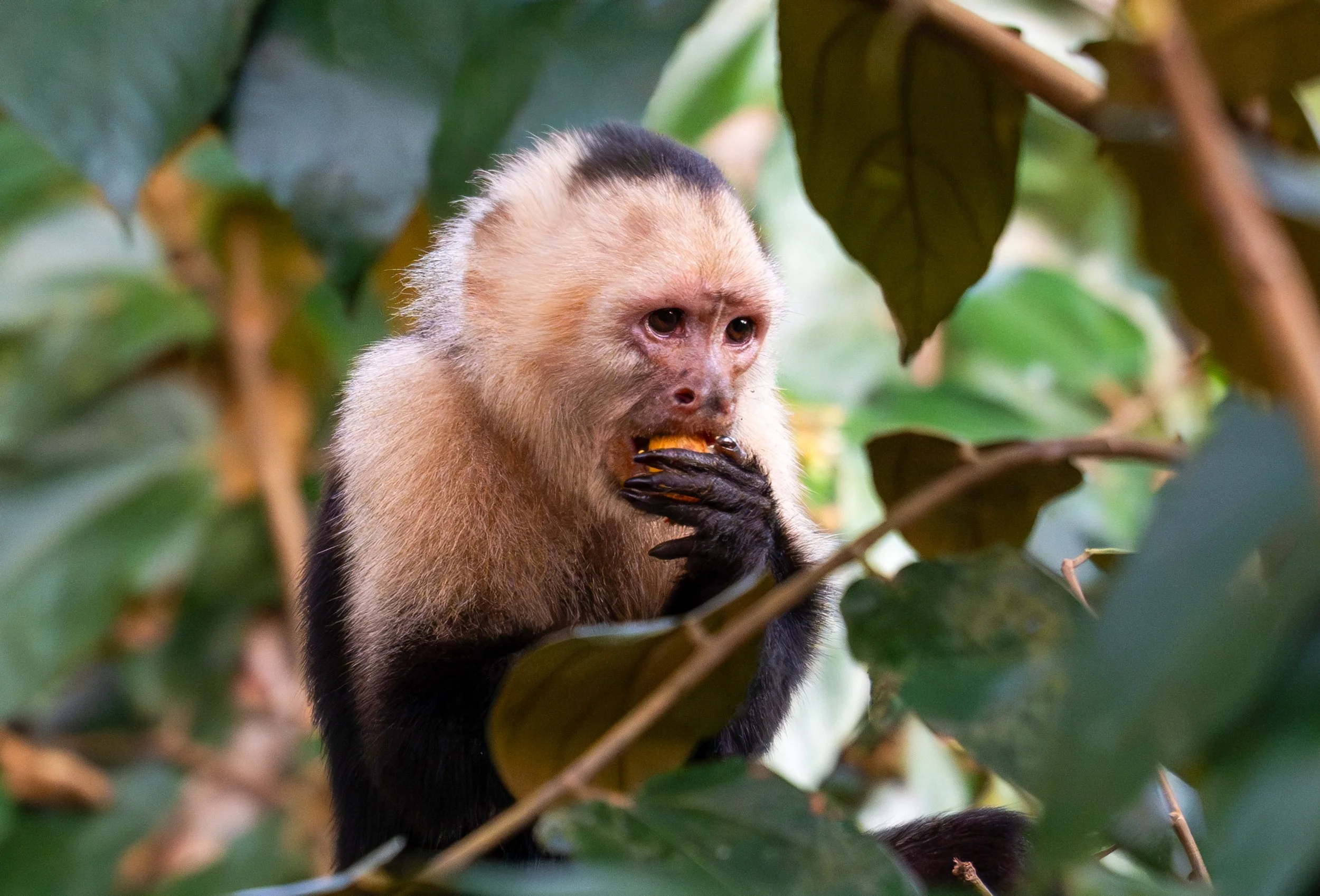 Forest Forager
They are opportunistic omnivores, with diets consisting of 70% fruit, but they also eat insects, small birds, and squirrels.