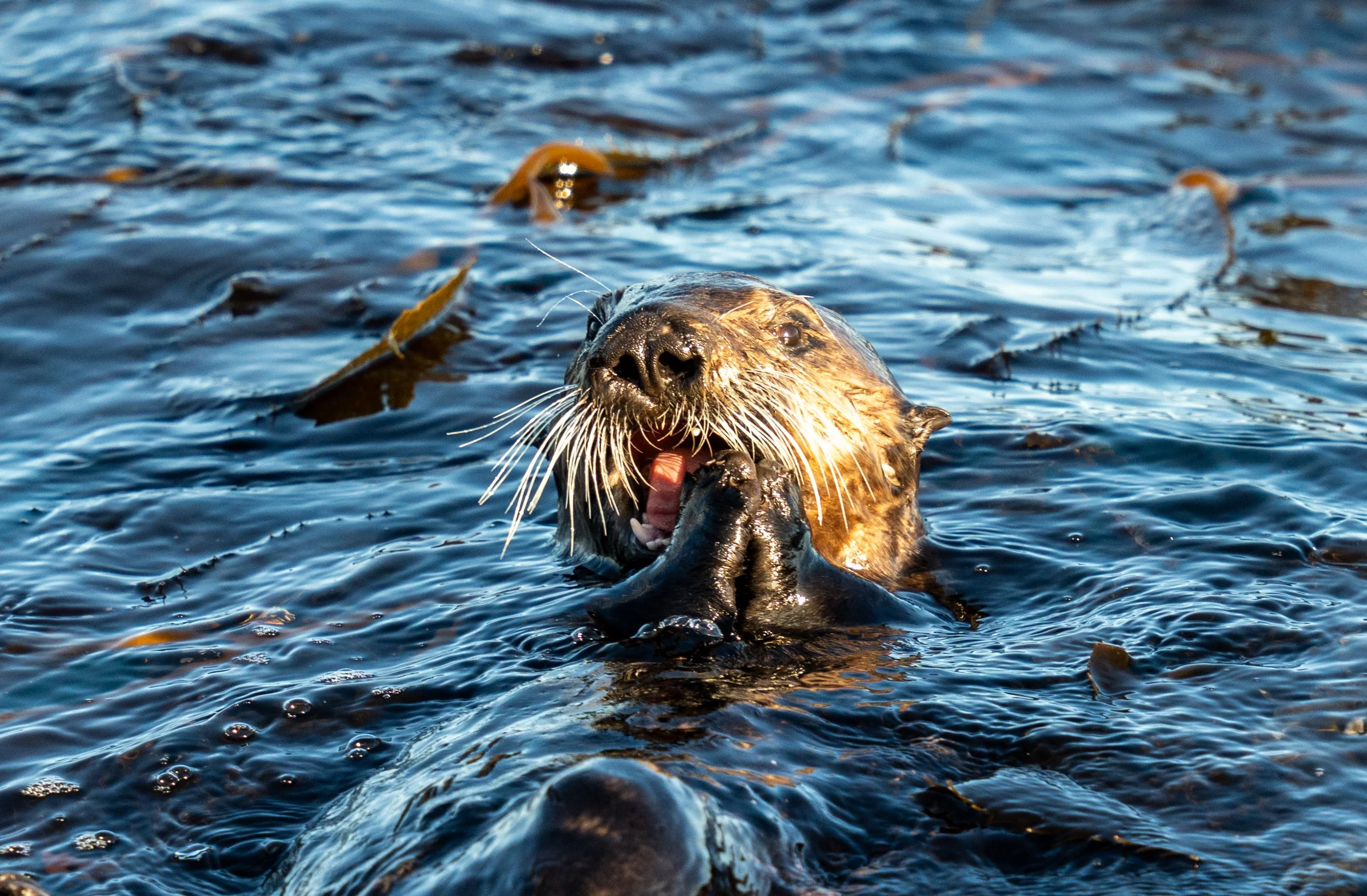 The same sea otter chewing on a small crab. 