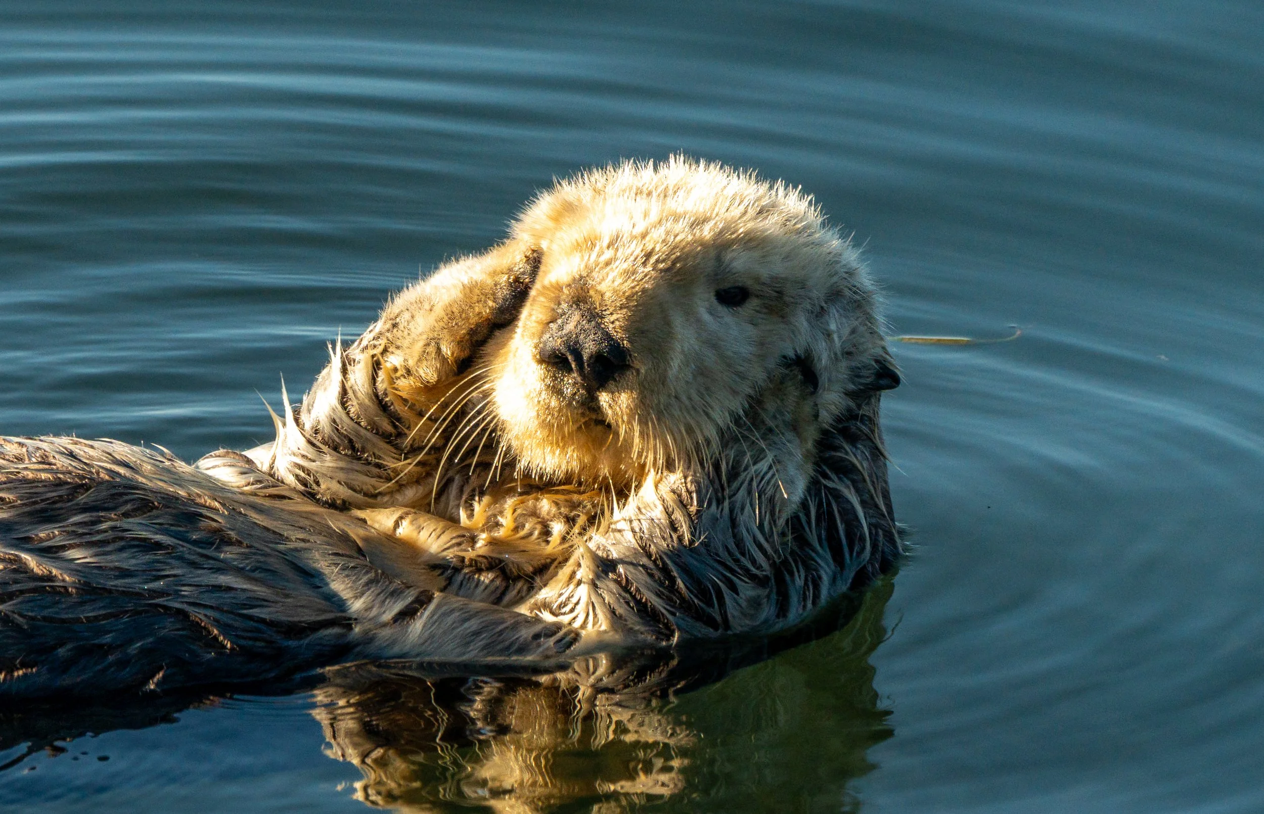 A series of photos of Sea Otters around Morro Rock. 