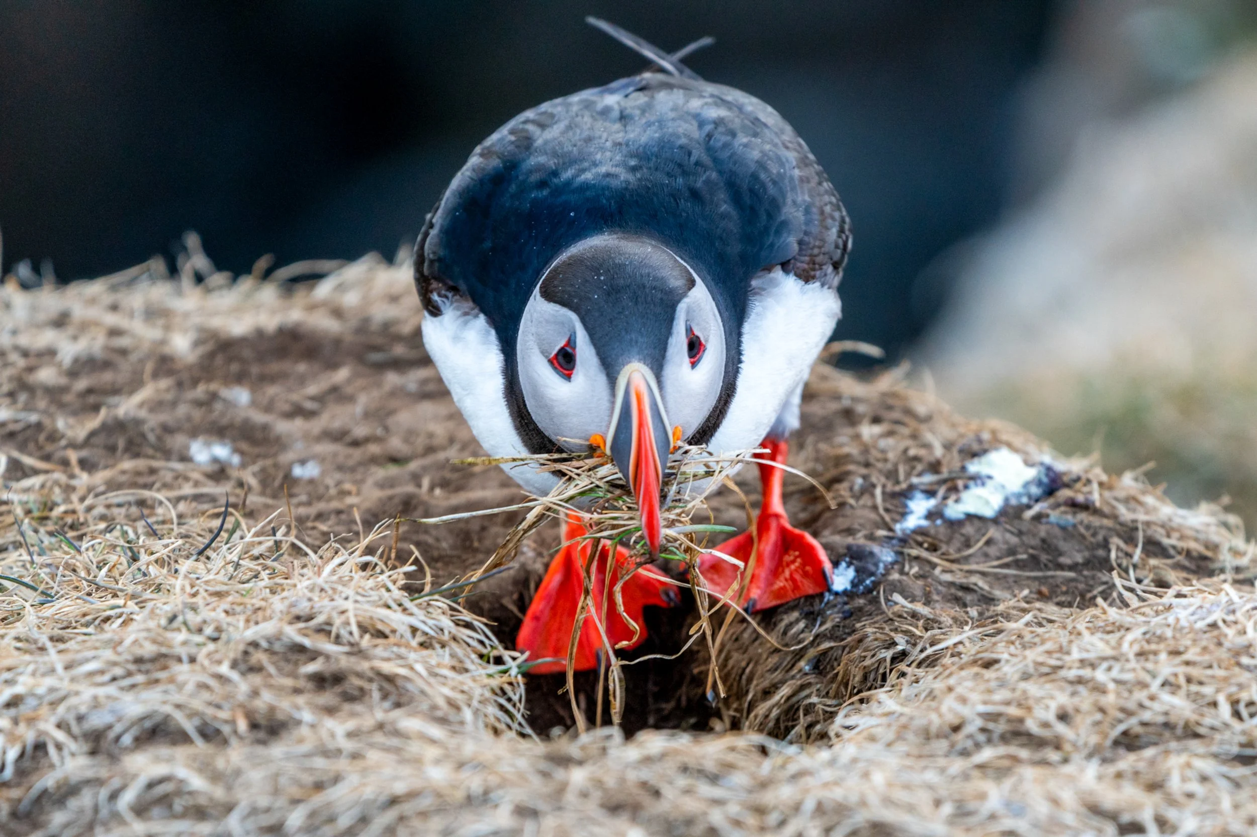 The Homeowner
A puffin stands guard at the entrance of its burrow. These birds are expert excavators, using their beaks like pickaxes and their feet like shovels to dig tunnels up to three feet deep into the turf. 