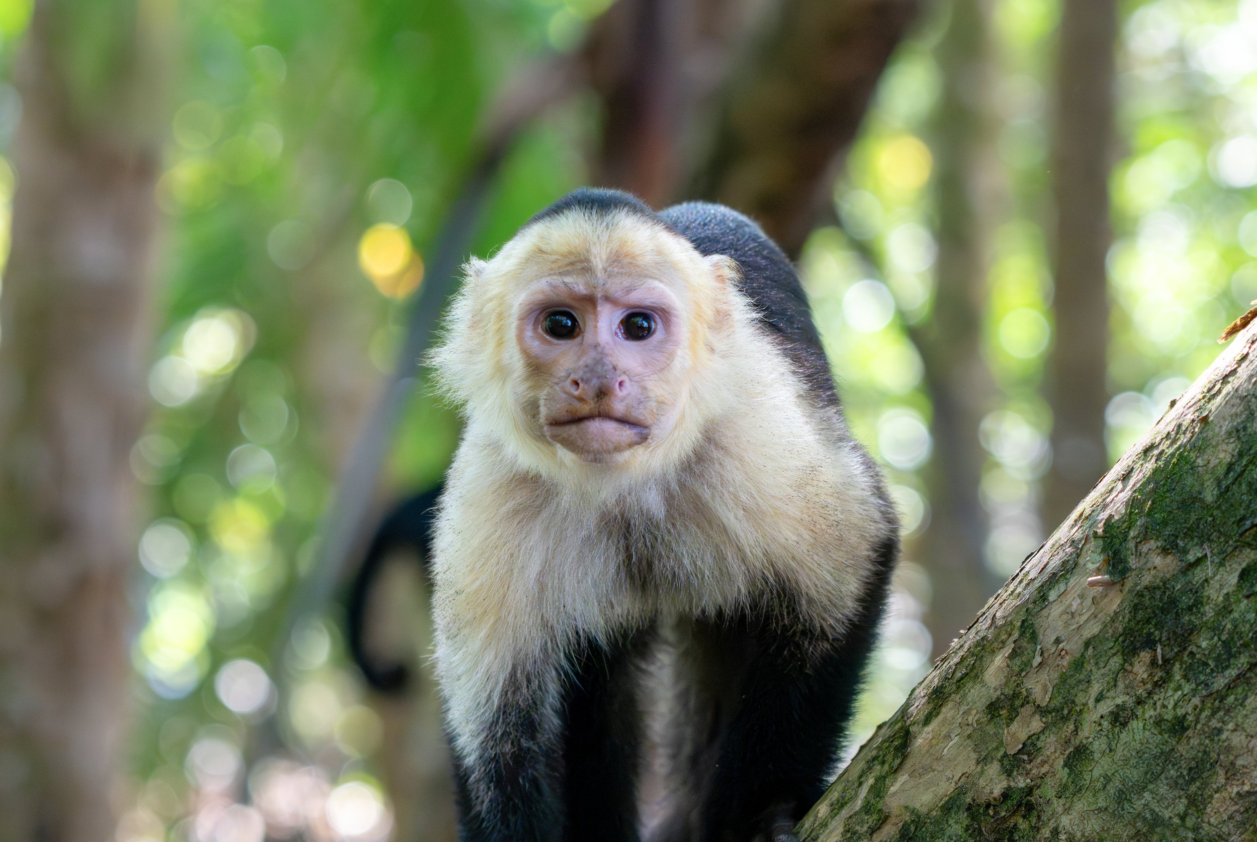 The Curious
These monkeys are among the smartest New World monkeys, using stones to crack nuts, sticks to probe for insects, and leaves as cups.
