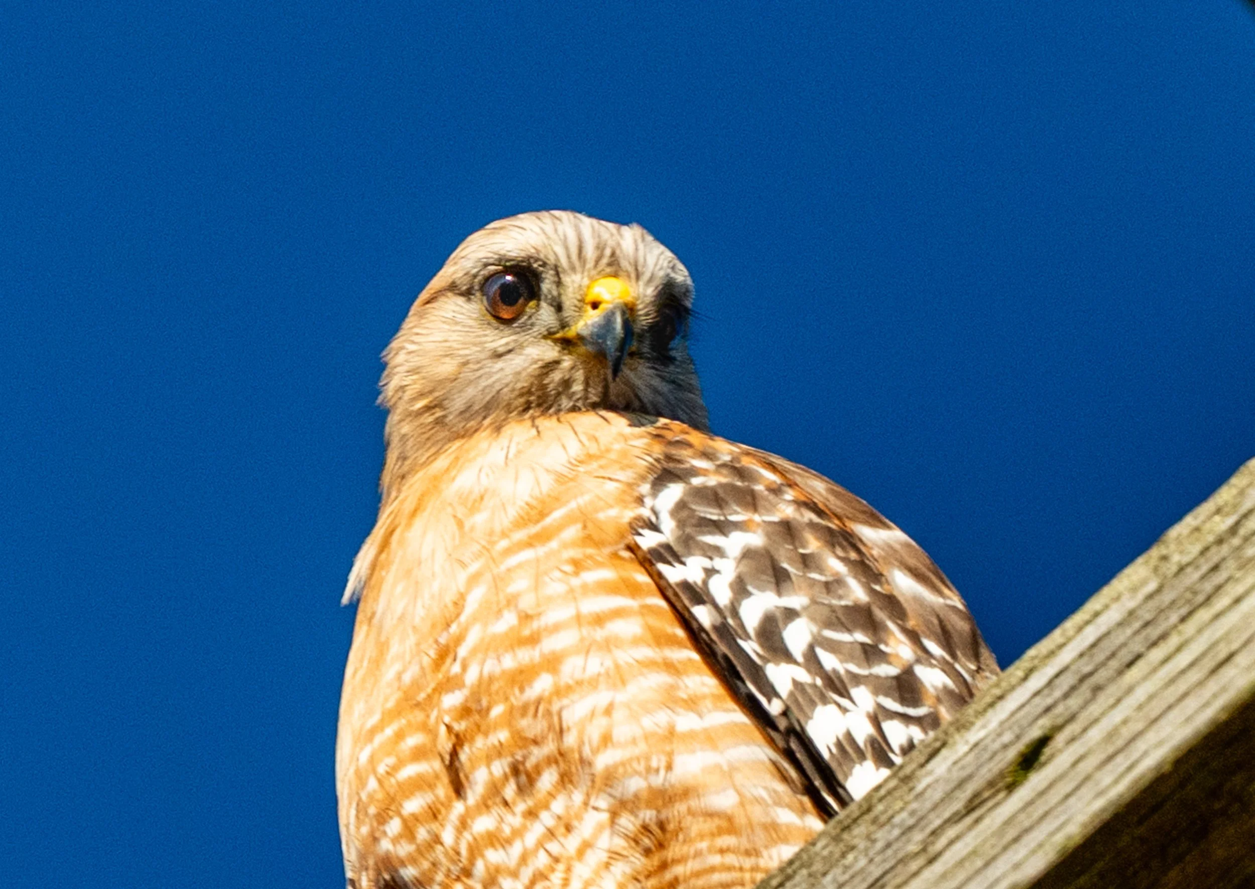 A Red-Shouldered Hawk in the Presidio of San Francisco. 