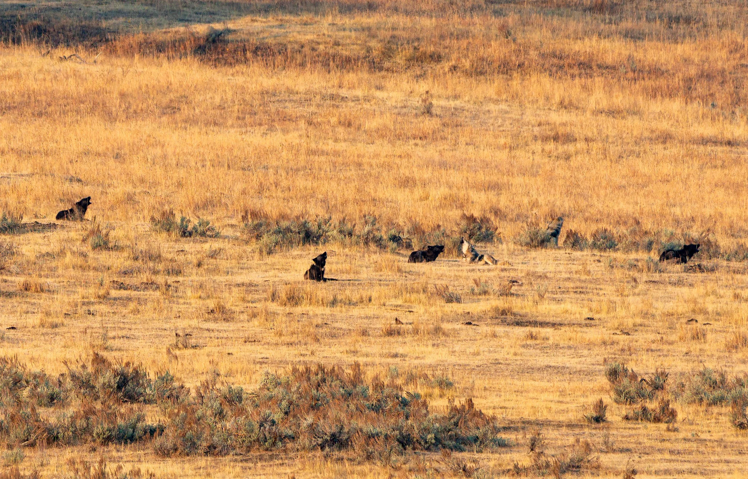 Wolf Pack Howling
Despite their reputation, Grey Wolves rarely attack humans, with only two documented fatal attacks by wild, healthy wolves in North America in the last 100 years. They typically avoid people, and pose a very low risk. 