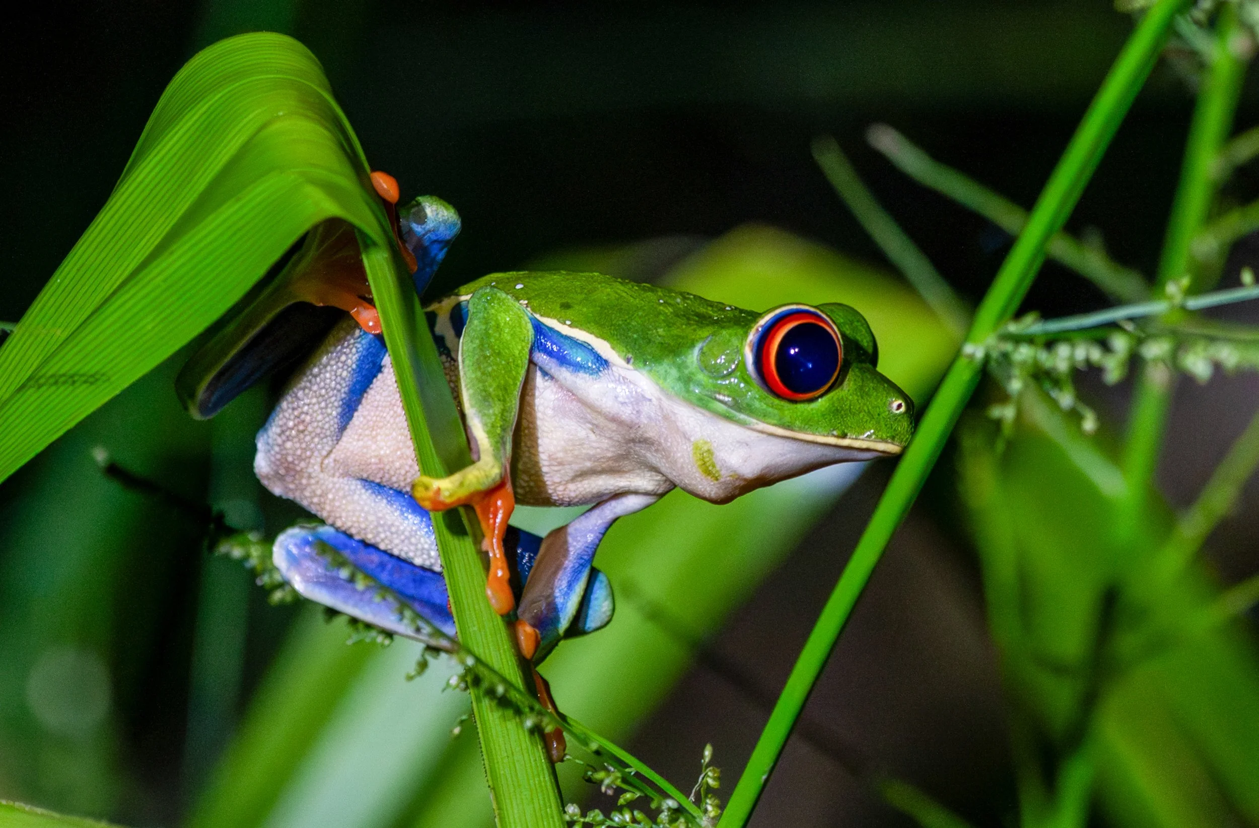 Red-Eyed Tree Frog
The iconic ambassador of the rainforest. Their brilliant red eyes and blue-and-yellow flanks are actually a defense mechanism used to startle predators when the frog suddenly jumps.