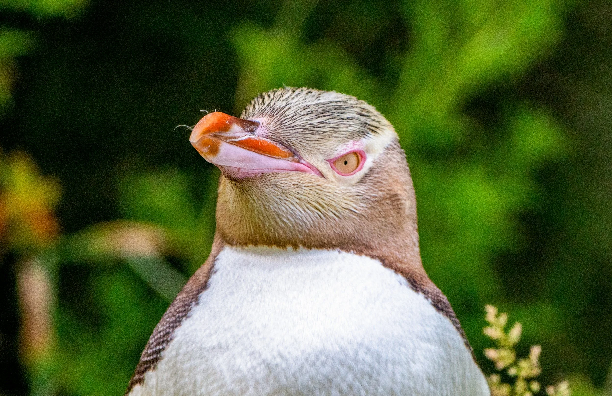 Hoiho
Unlike many penguin species that nest in massive, crowded colonies, the Yellow-Eyed Penguin is a solitary nester, preferring the privacy of coastal forests and scrubland. This portrait captures the intense, watchful gaze of a species that is as