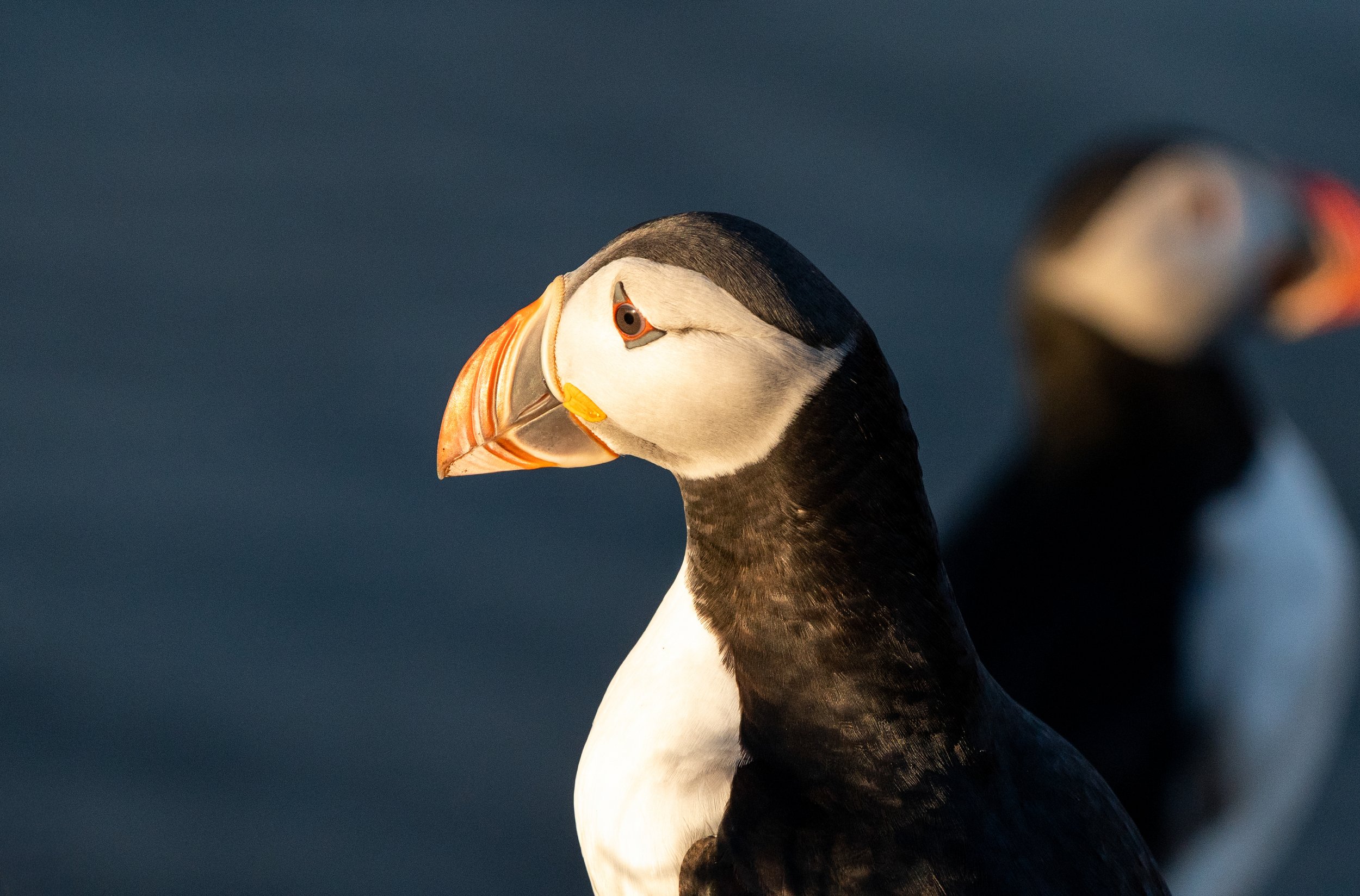 Profile in Repose
A clean, minimalist study of the puffin against a soft-focus background. This highlights their compact size—they stand only about ten inches tall, roughly the height of a standard paperback novel.