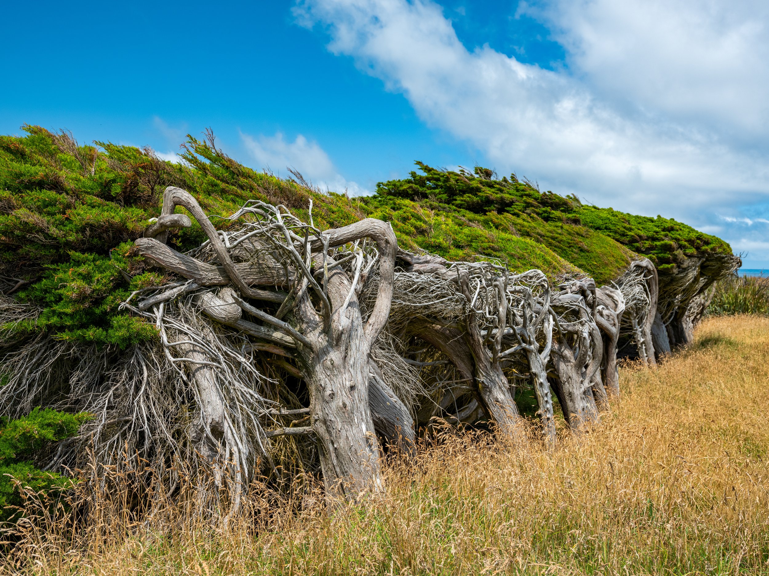 Coastal Defiance
This high-contrast image focuses on a single row of trees battling the elements on a cliffside. The dramatic tilt of the trunks tells the story of decades spent resisting the wind, standing as a testament to the biological adaptation