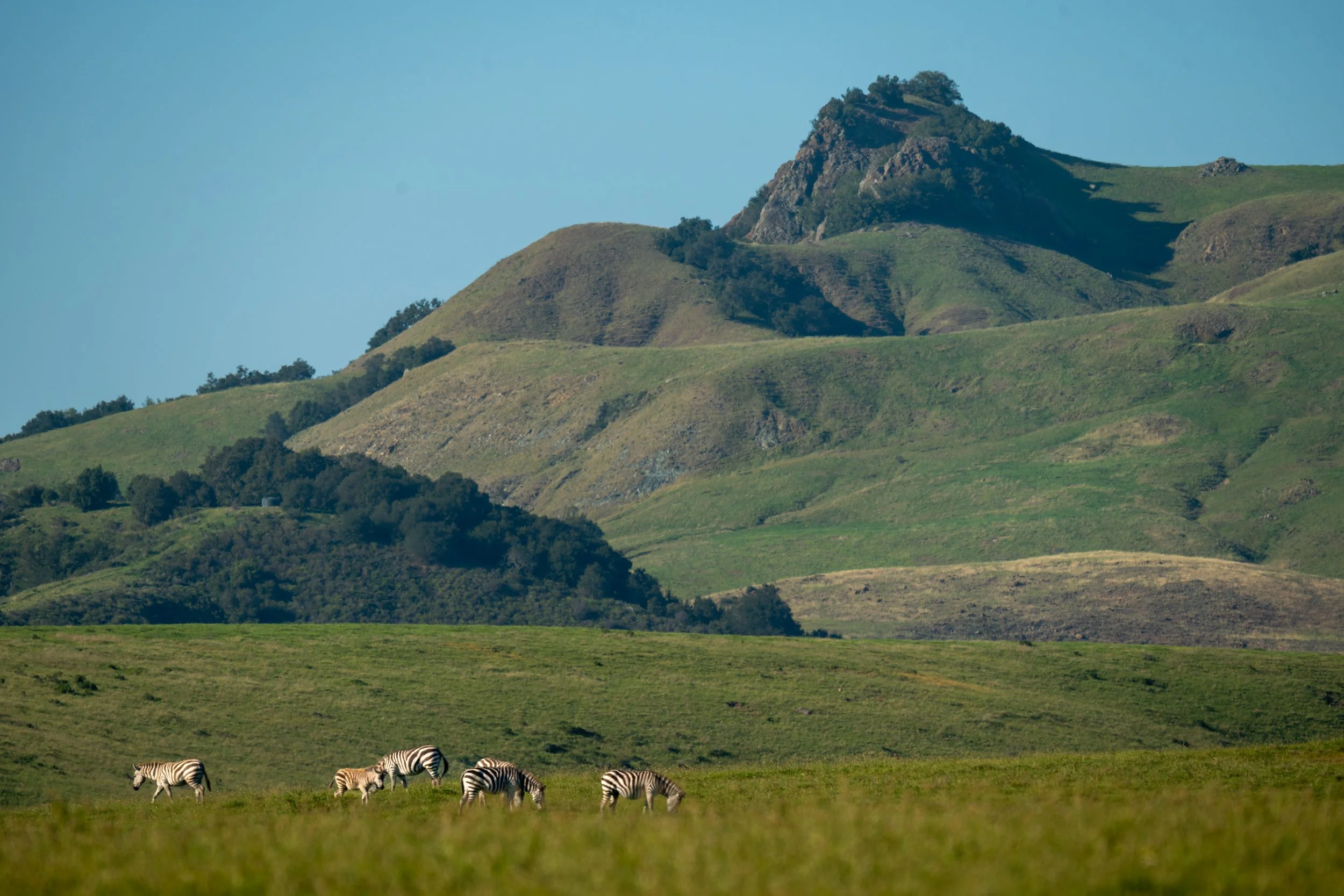 The zebras made for a surreal element surrounded by the Santa Lucia Range of the Central Coast of California. 