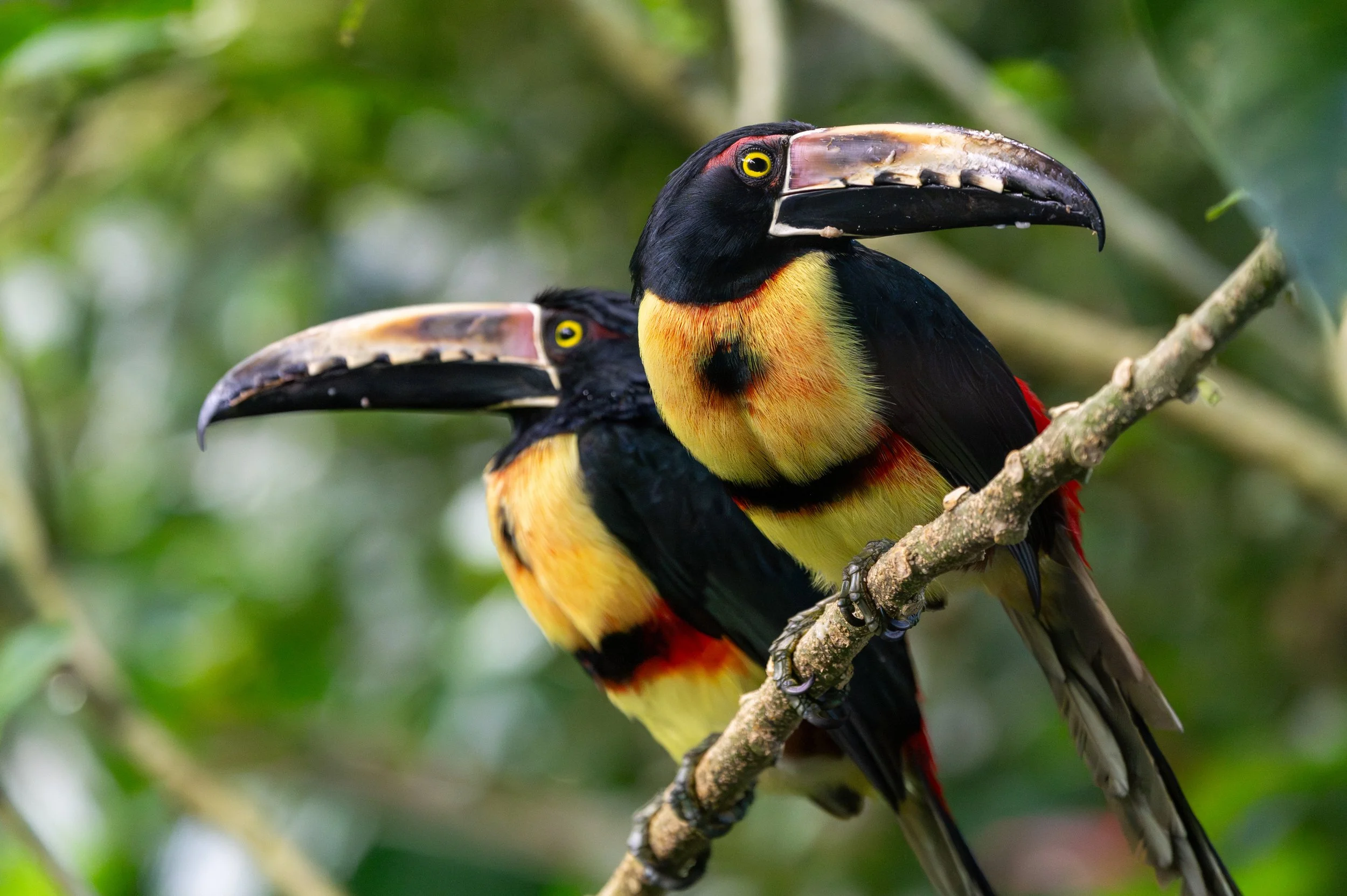 Collared Aracari
A small, very social cousin of the toucan, the Aracari is known be one of the few species of birds that roost in groups, with up to six or seven adults and fledglings squeezing into a single tree cavity.