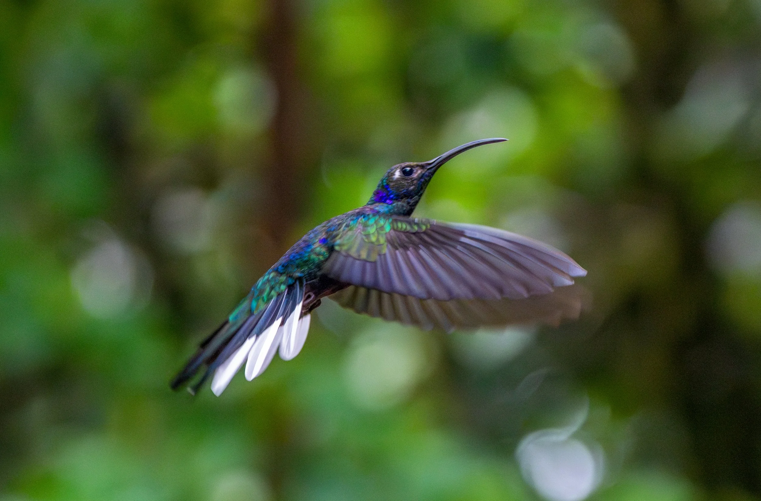 Violet Sawbrewing
The largest hummingbird in Central America and a true spectacle of deep violet and emerald. This shot captures its territorial nature as it defends a prime feeding spot.