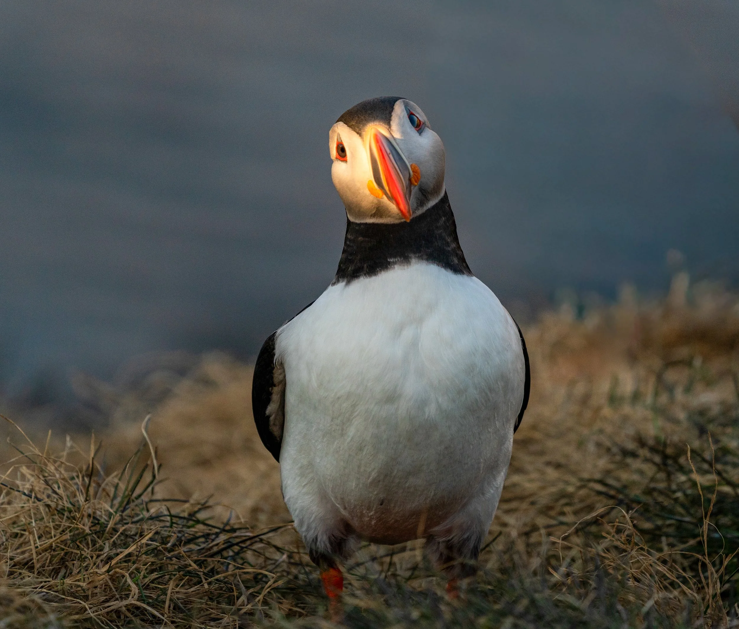 The Curious Observer
This puffin is captured in a charming, inquisitive pose, showcasing the expressive personality that makes them a favorite of photographers. The head tilt is more than just cute; it helps them focus their eyes on potential threats