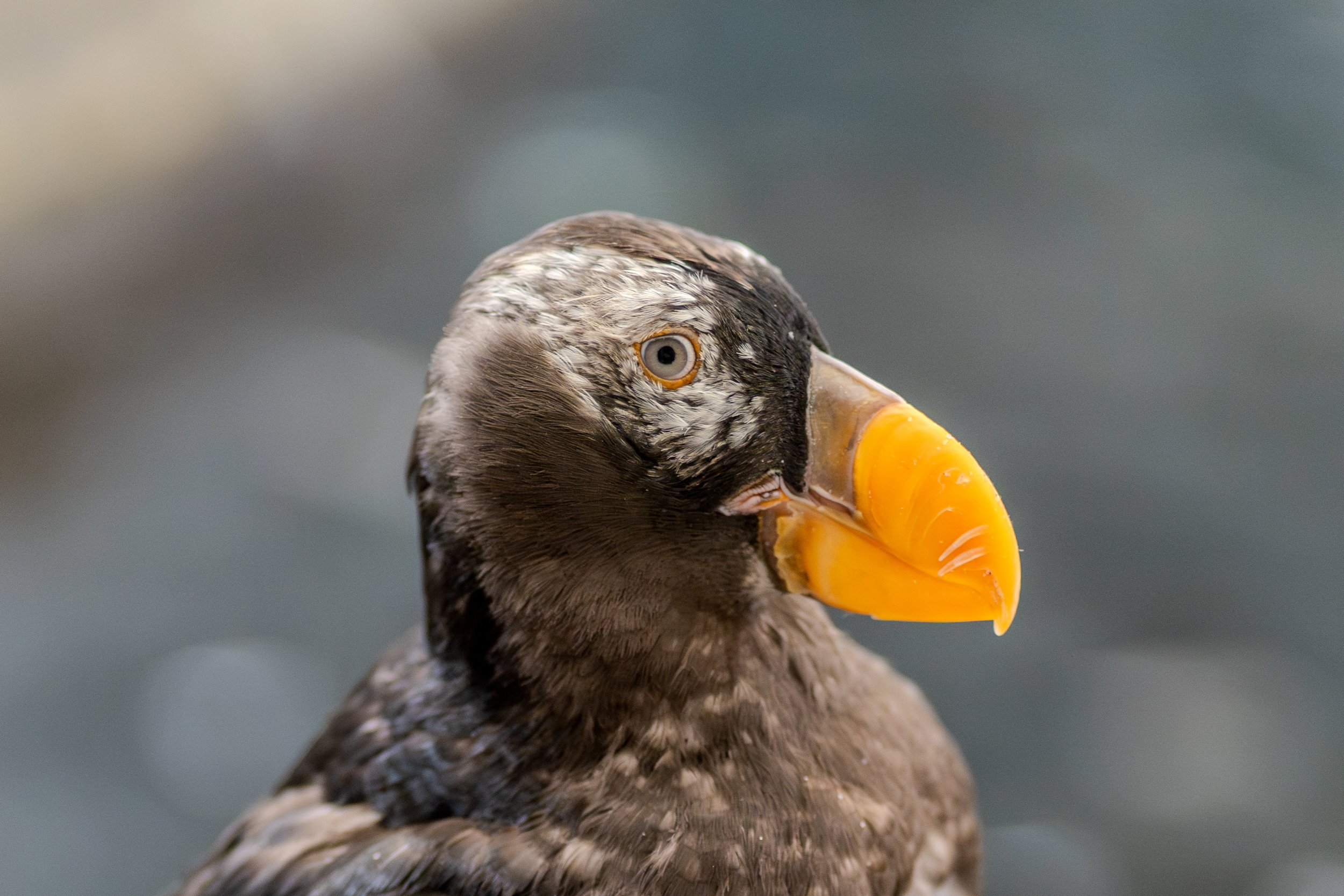 Tufted Puffin
A young Tufted Puffin prepares for its life at sea. These birds spend the vast majority of their lives on the open ocean, only returning to the rocky cliffs of the Pacific Northwest and Alaska to breed and raise their young.