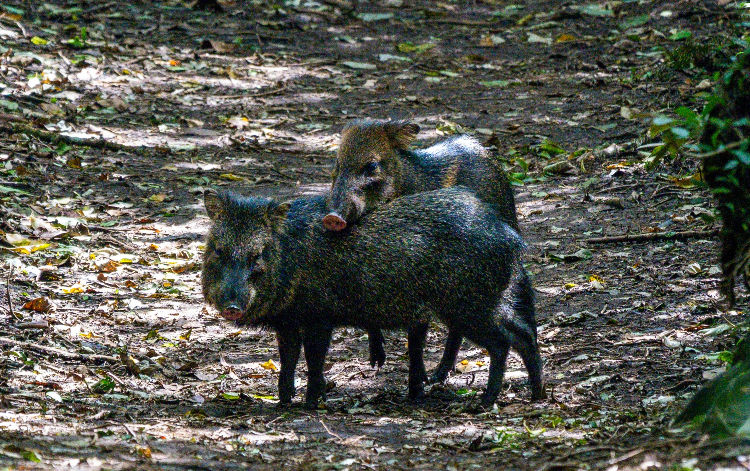 Wild Boar 
A rare photo of these elusive animals. You can smell them before you see them. 