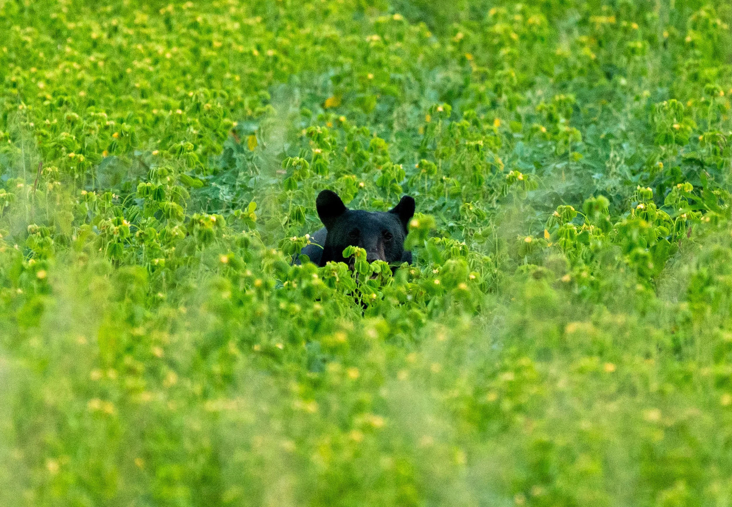 Coastal Black Bear
They are unique "sea bears" that forage on beaches at low tide, using their immense strength to flip boulders for crabs and shellfish. These highly adaptable bears and are the largest black bears in the world due to a high-protein 