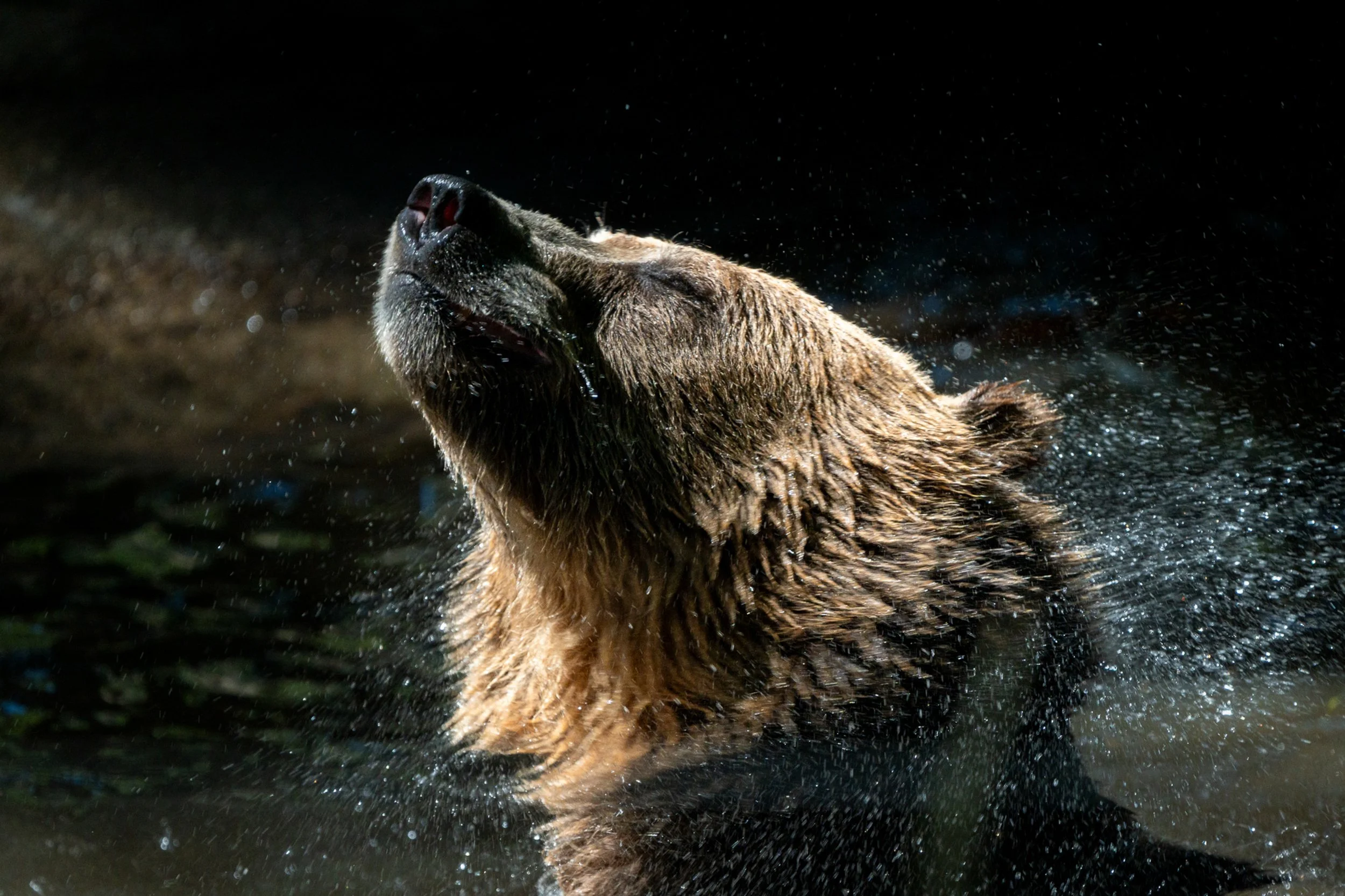 Cooling Off
During the peak of a Western Canadian summer, the heat can be intense even for an apex predator. This candid portrait captures a moment of pure relief as a Grizzly bear cools off in a mountain stream. The flying droplets and the bear's cl