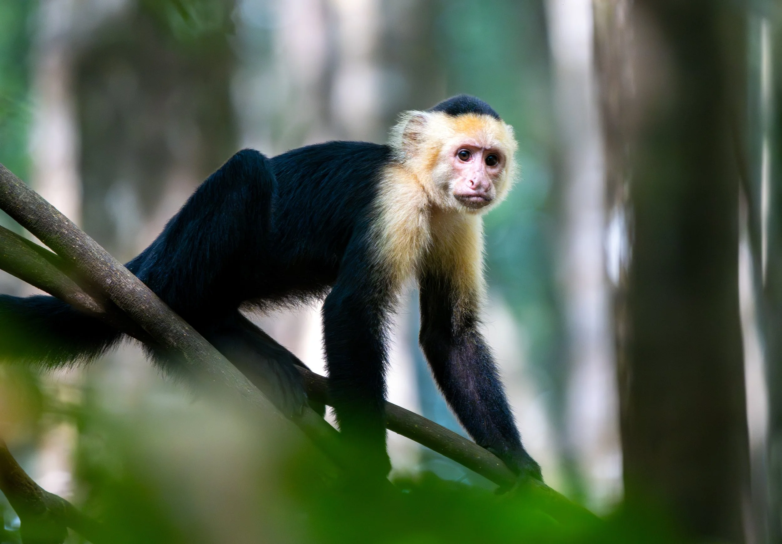 Capuchin Portrait
Known for their intelligence and tool-using capabilities, the Capuchin is a master of the canopy. This portrait captures the intense, observant gaze of one of the jungle's most clever residents.