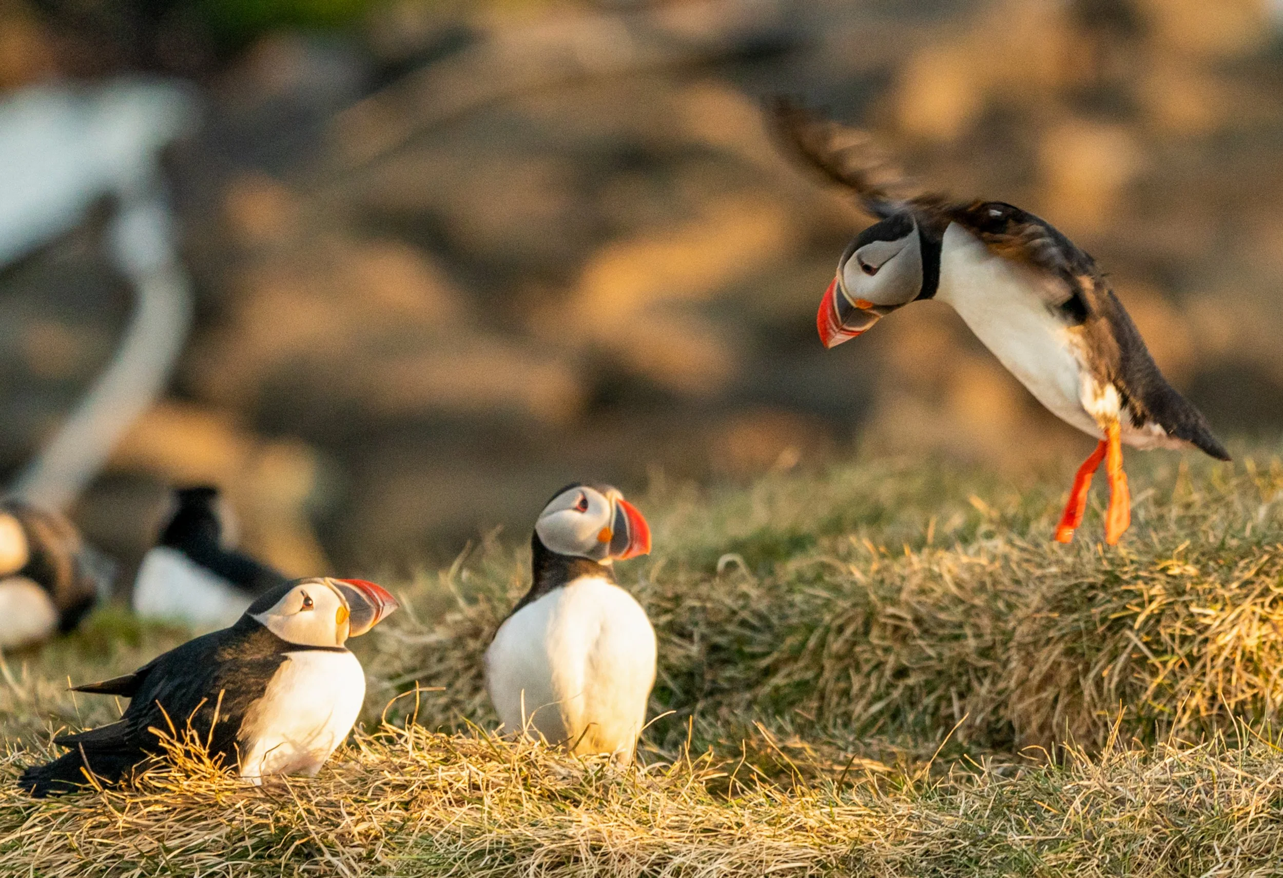 The Gathering
A glimpse into the busy social life of a puffin "parliament." This image captures multiple birds interacting on the cliffs, highlighting the communal nature of their nesting sites. Because puffins often return to the exact same burrow w