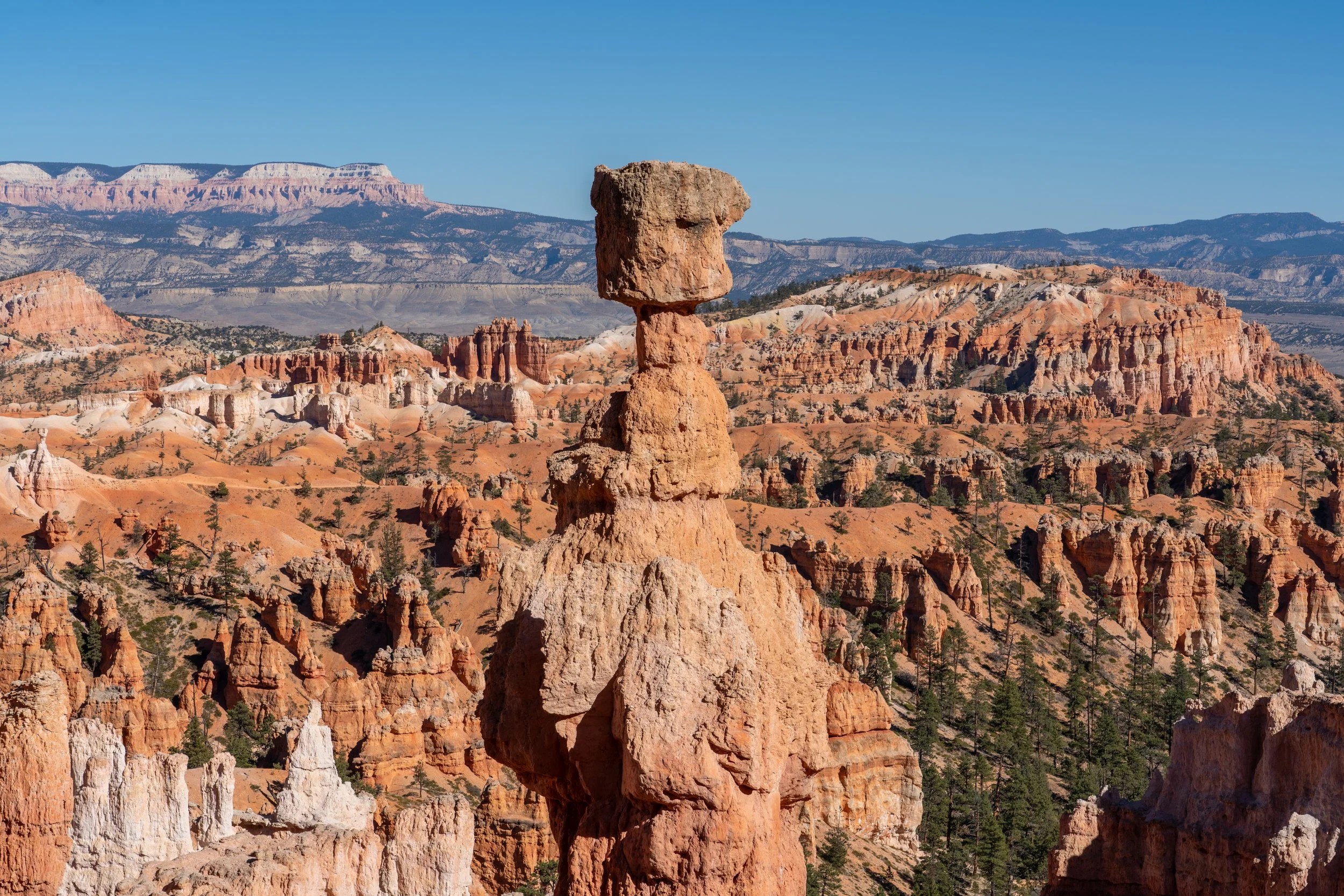 The Stone Forest
A closer study of the Bryce hoodoos, showing the intricate "windows" and "arches" that form as the rock face slowly retreats. The play of light and shadow brings out the crumbly, weathered texture of the pink member of the Claron For
