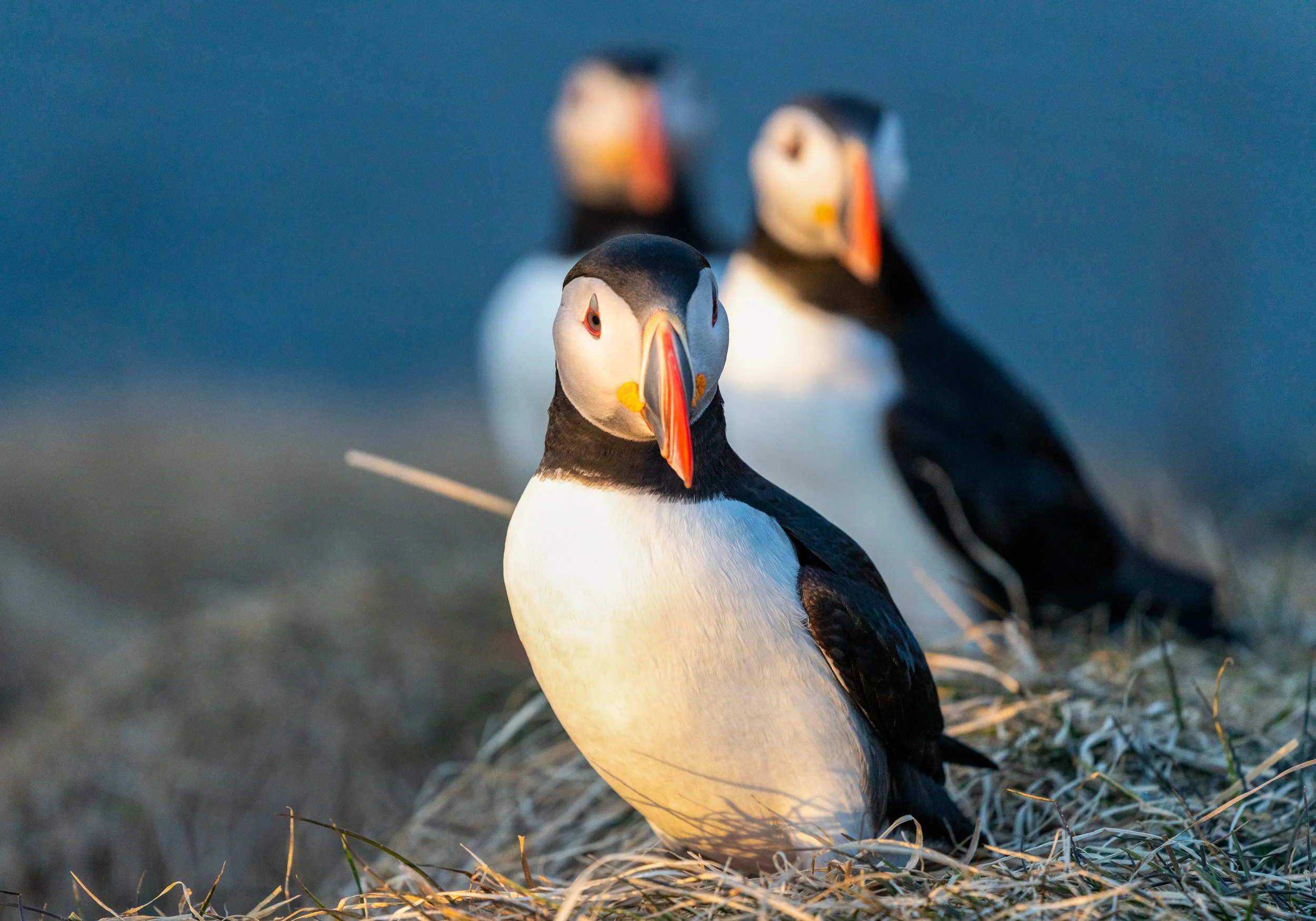 Front and Center
A gathering of puffins on the rocky slope. These social meetups serve a vital purpose—safety in numbers. While on land, they are vulnerable to larger predatory birds, so they stay close together to keep a collective eye on the sky. T