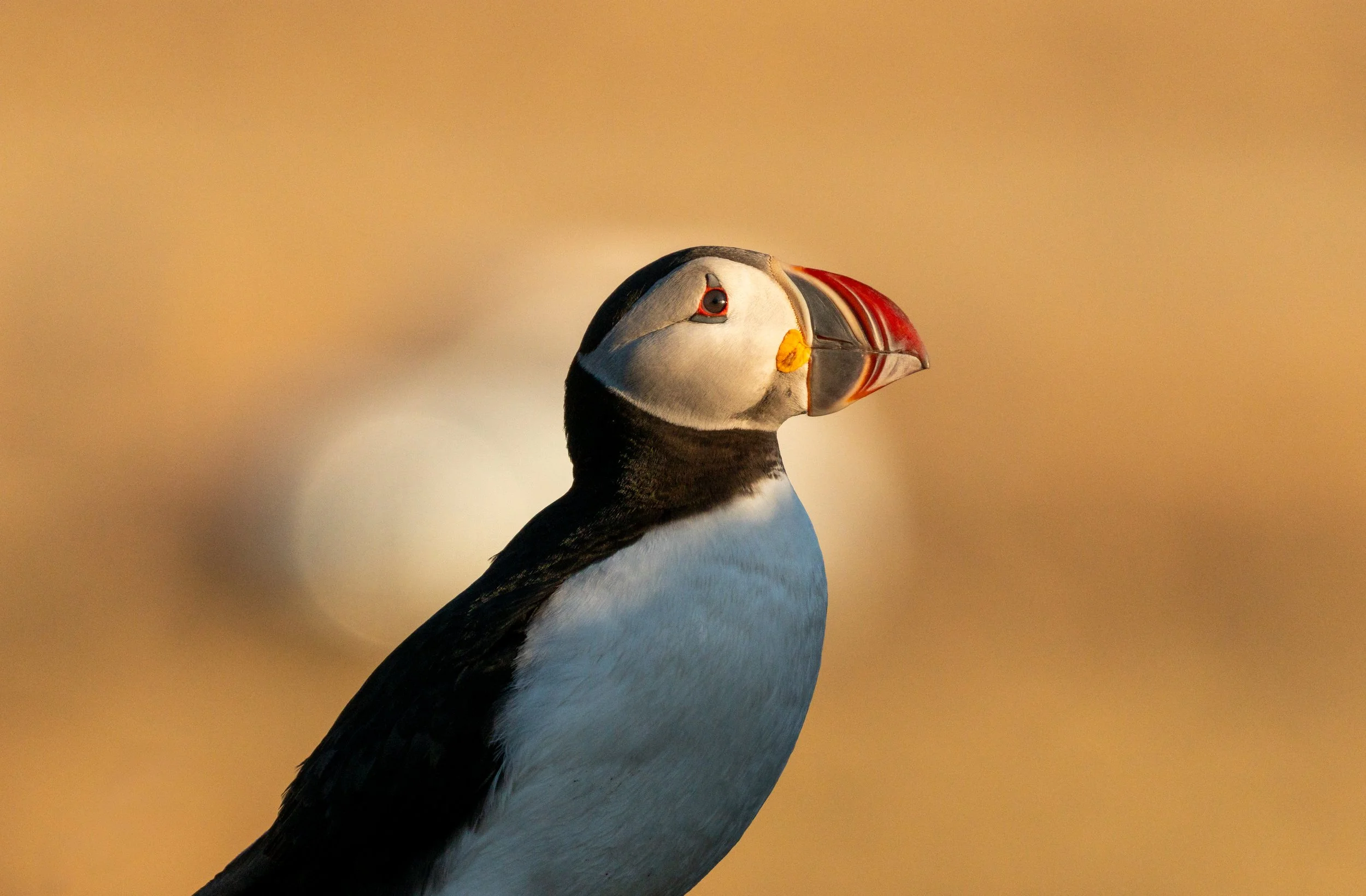 Eye of the Storm
A tight portrait focusing on the puffin’s striking eye markings. The red and black fleshy "eye-liners" give them a perpetually surprised, theatrical look that contributes to their "Clown of the Sea" nickname.