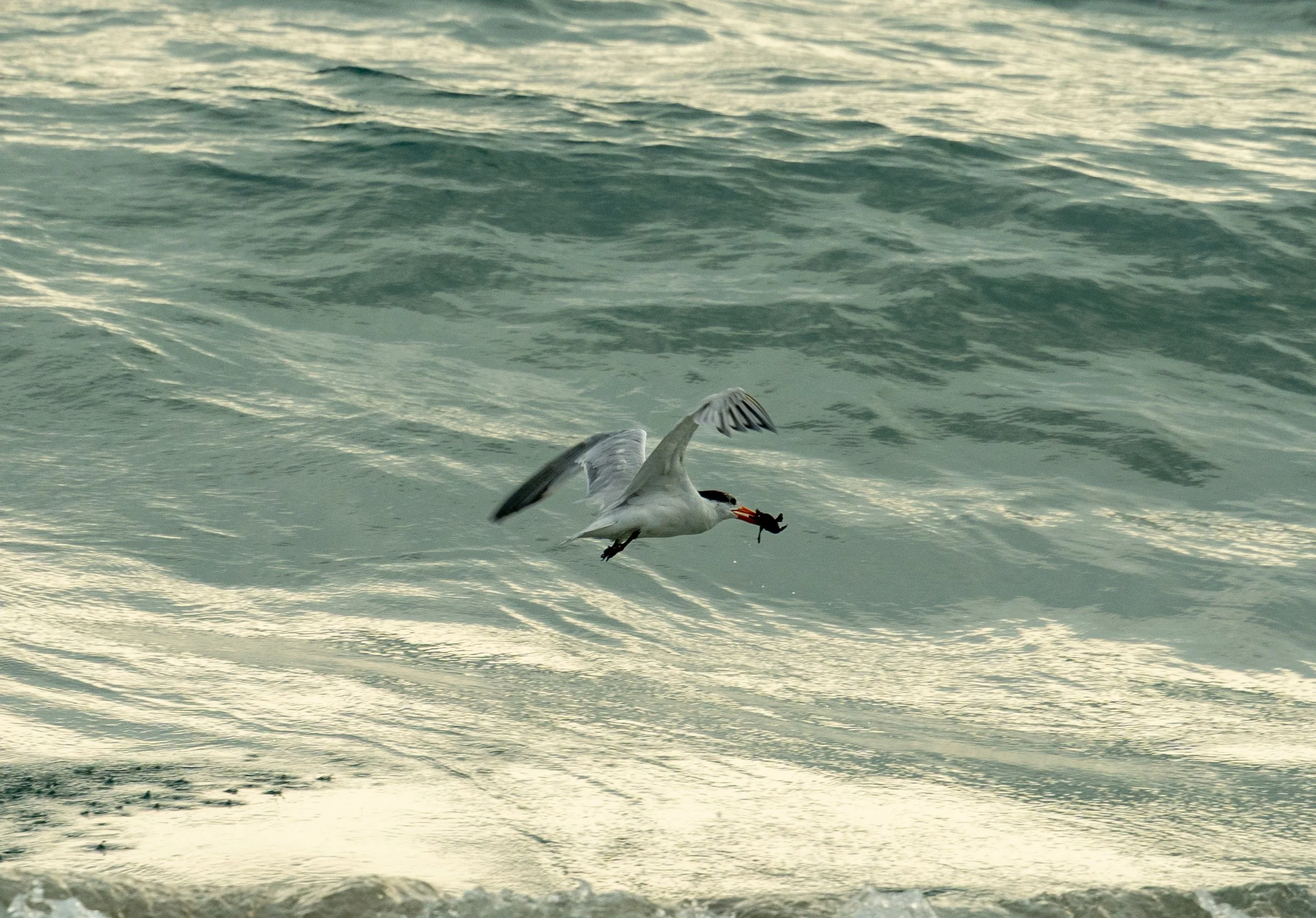 An unfortunate effect of being a conservationist is that while I root for the baby turtles, there is nothing I can do about this hungry tern. 