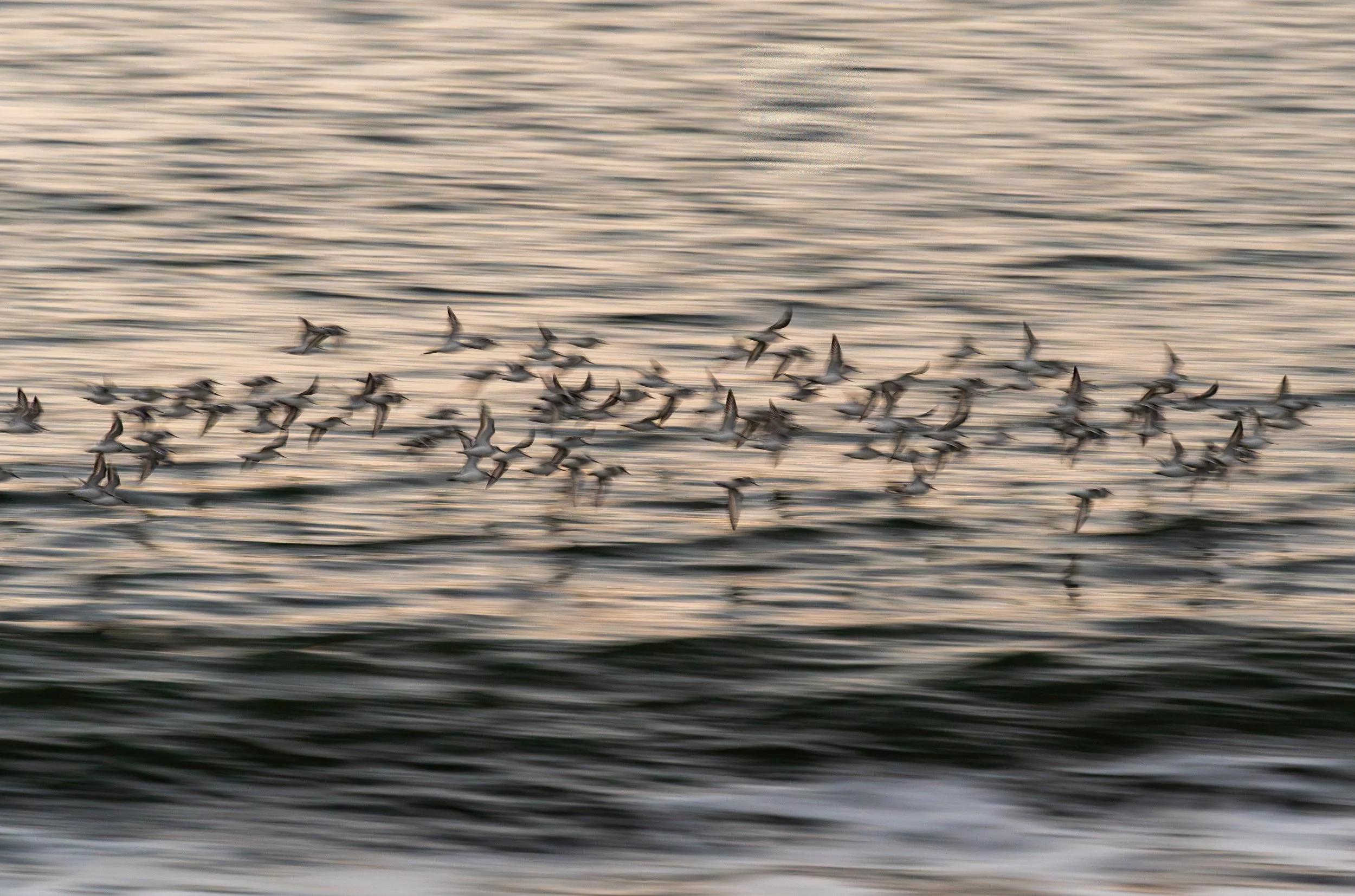 A congregation of Piping Plovers flying in the last light of the day. 