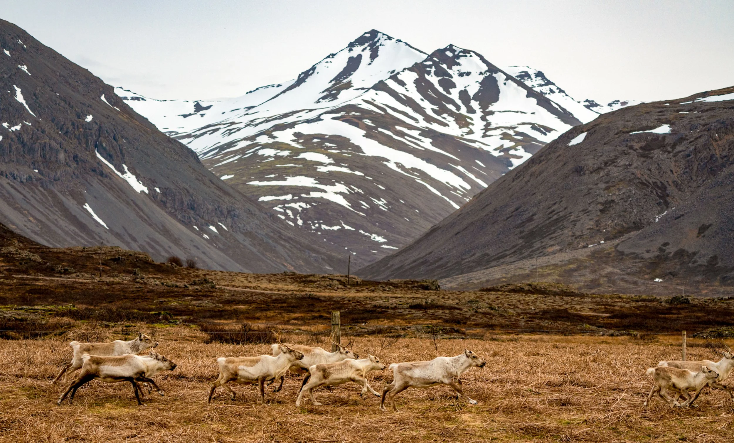 Nomads of the North
While they look like a permanent fixture of the landscape, reindeer are actually the only deer species in Iceland, brought over from Norway in the late 1700s. This herd is part of a wild population that thrives in the rugged Easte