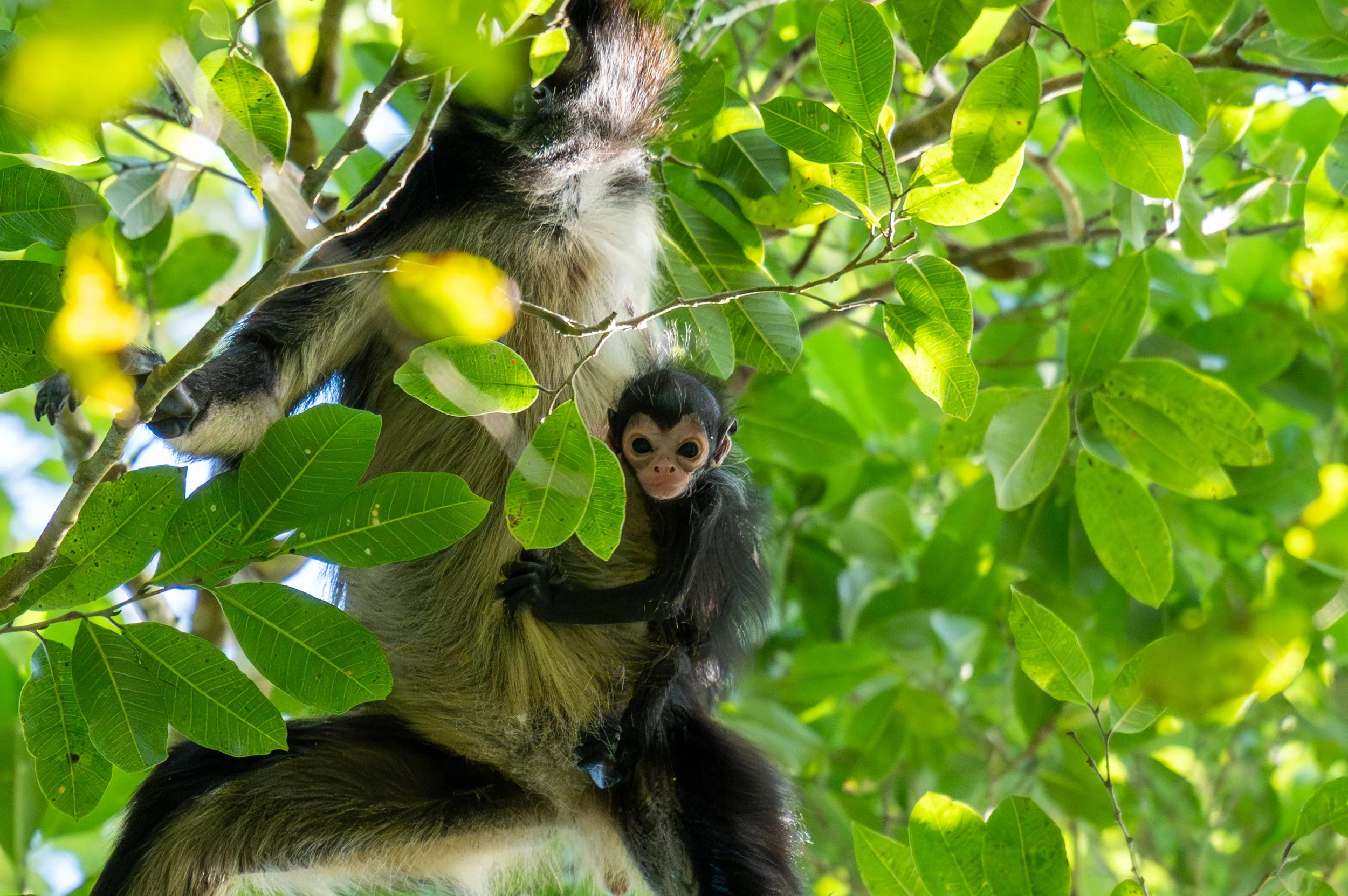 Endangered Beginnings
This intimate portrait captures the deep physical connection between a mother and her newborn Geoffroy’s Spider Monkey. In the dense foliage of the Central American rainforest, visibility is a challenge, but the bond is unmistak