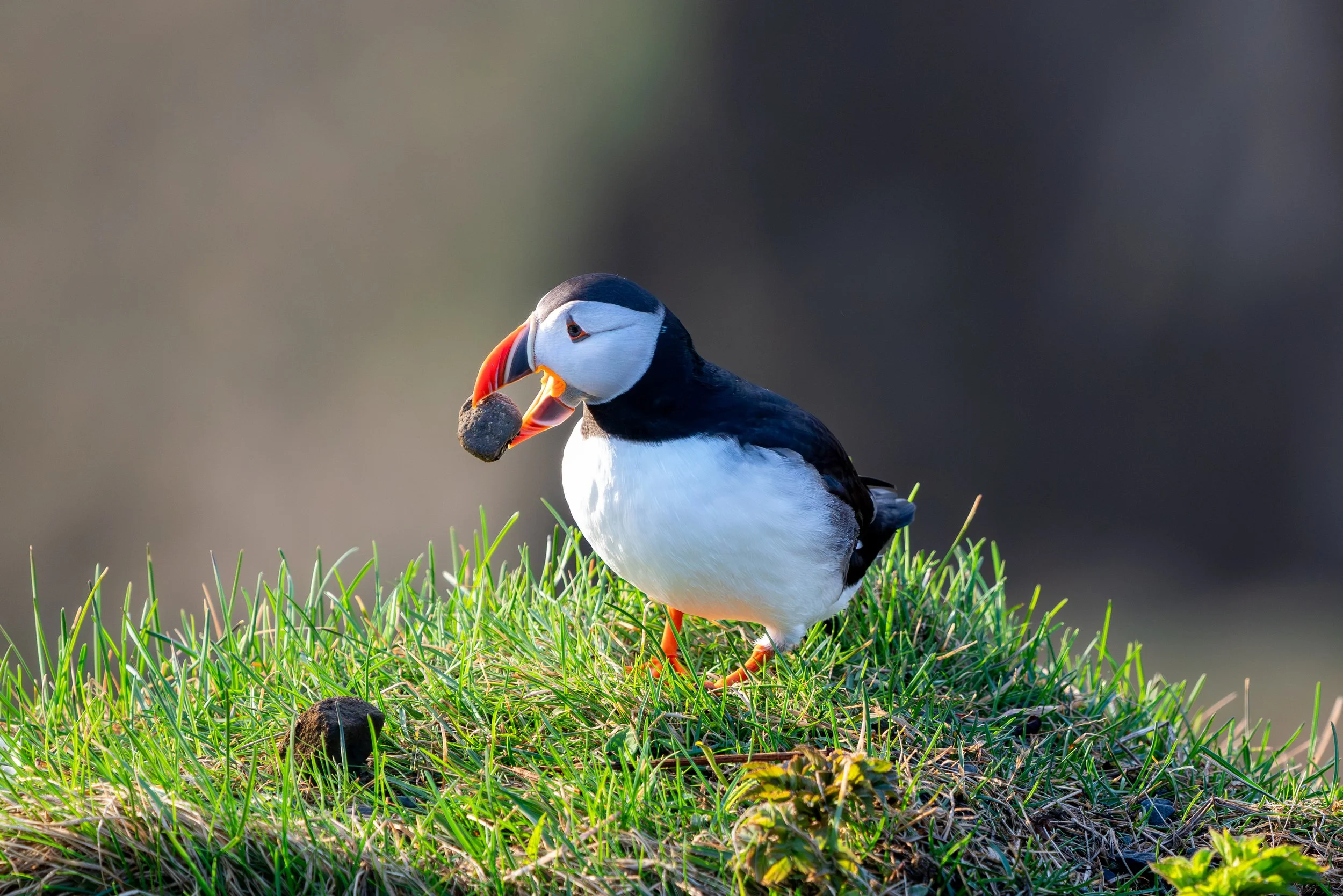 The Little Architect
A charming shot of an Atlantic Puffin carefully picking up a pebble for its burrow. While they are famous for their fishing skills, puffins are also diligent home-improvers, often carrying rocks, grass, or feathers deep into thei