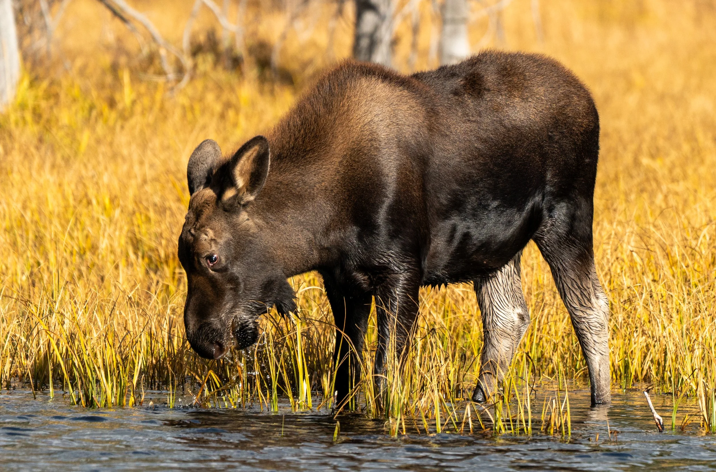 Newborn Calf
Born with legs that seem almost too long for its body, a Moose calf is a marvel of rapid development. Within just a few days of birth, this calf can outrun a human, and within a few weeks, it will be a strong swimmer. This portrait captu