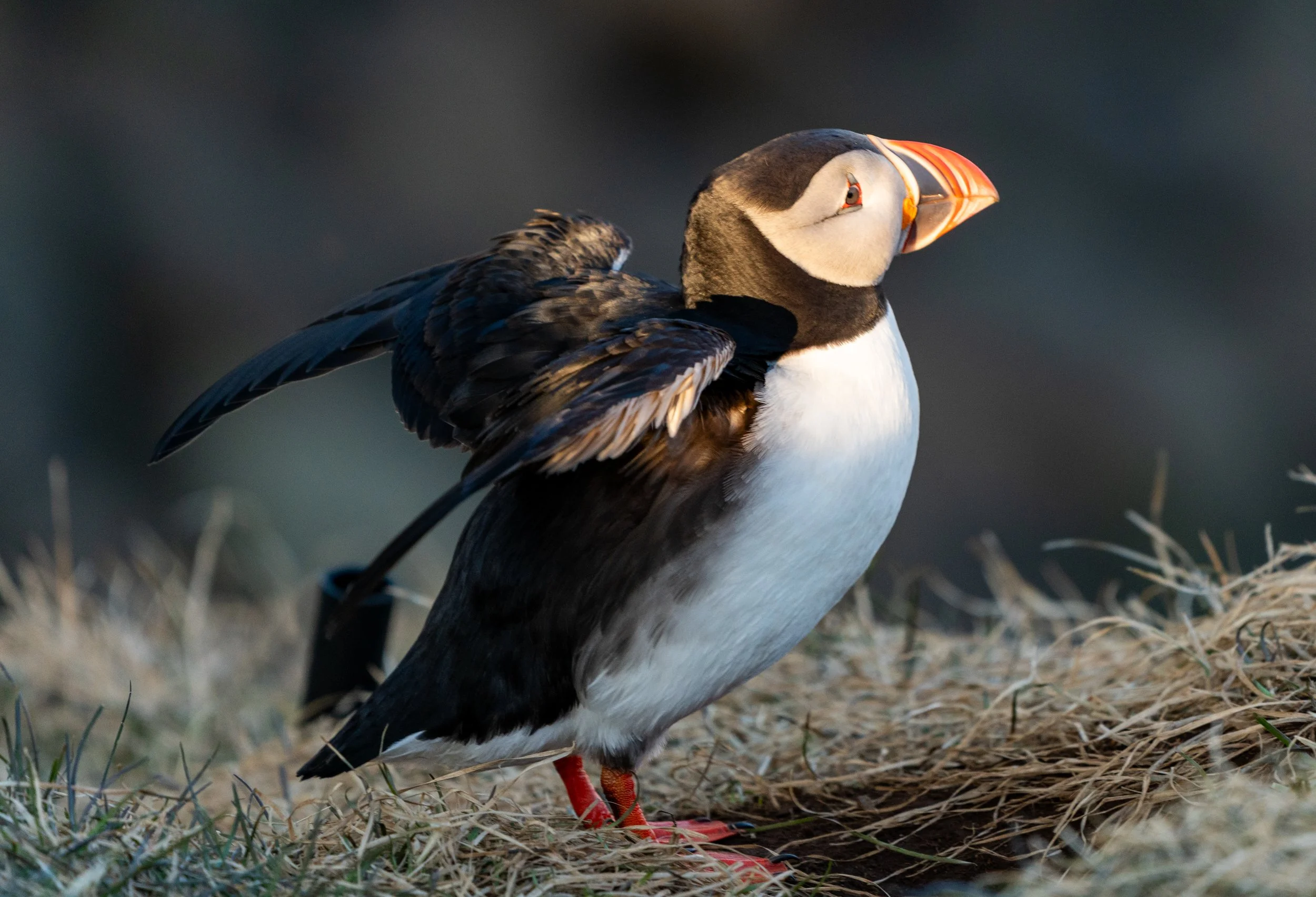 Outstretched
A puffin stretches its wings while perched on the grassy cliffside. With a wingspan of about 20 inches, these birds have to flap incredibly fast—up to 400 beats per minute—to stay airborne. This behavior, known as "comfort behavior," hel