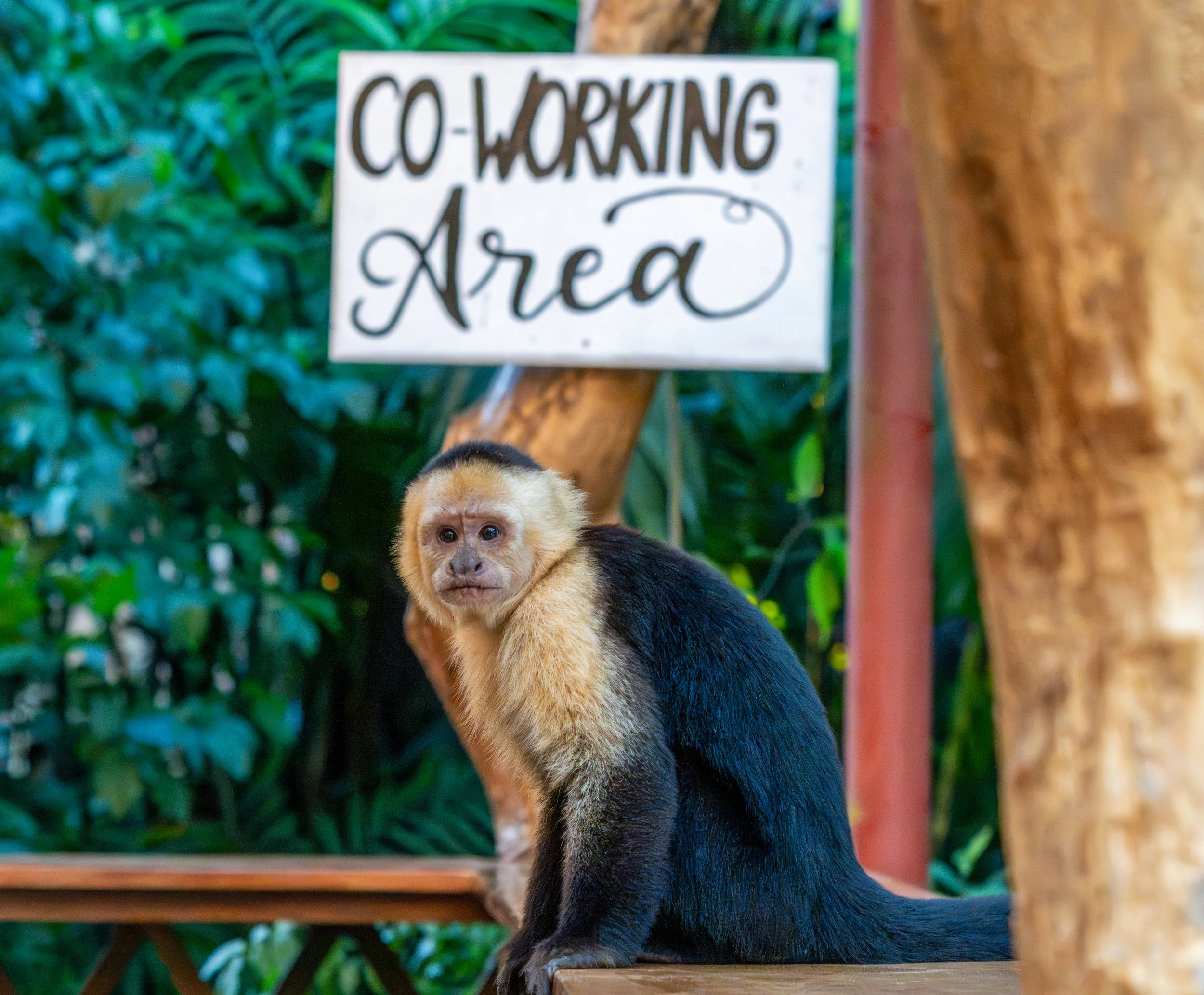 Midday Sabbatical
This Capuchin Monkey in unfazed and unbothered by your attempts to be productive.