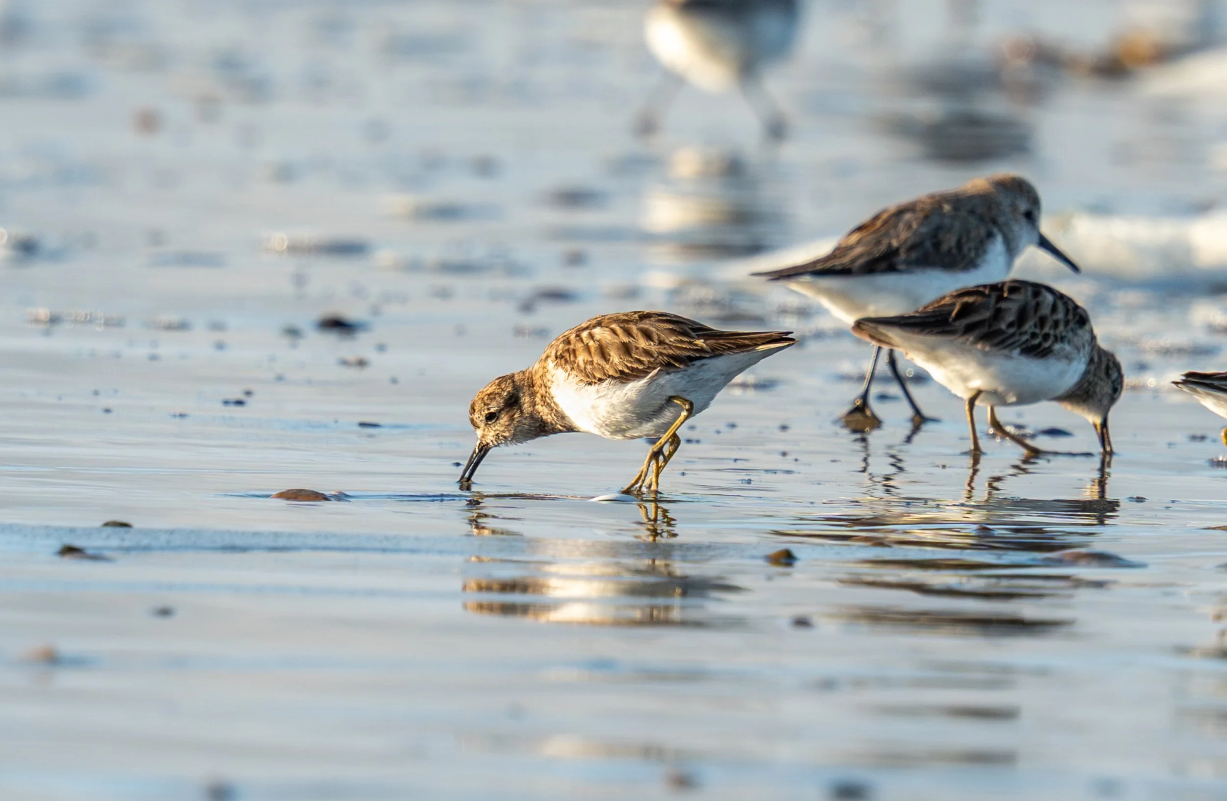 An adult Western Sandpiper weighs only about 1 ounce. 