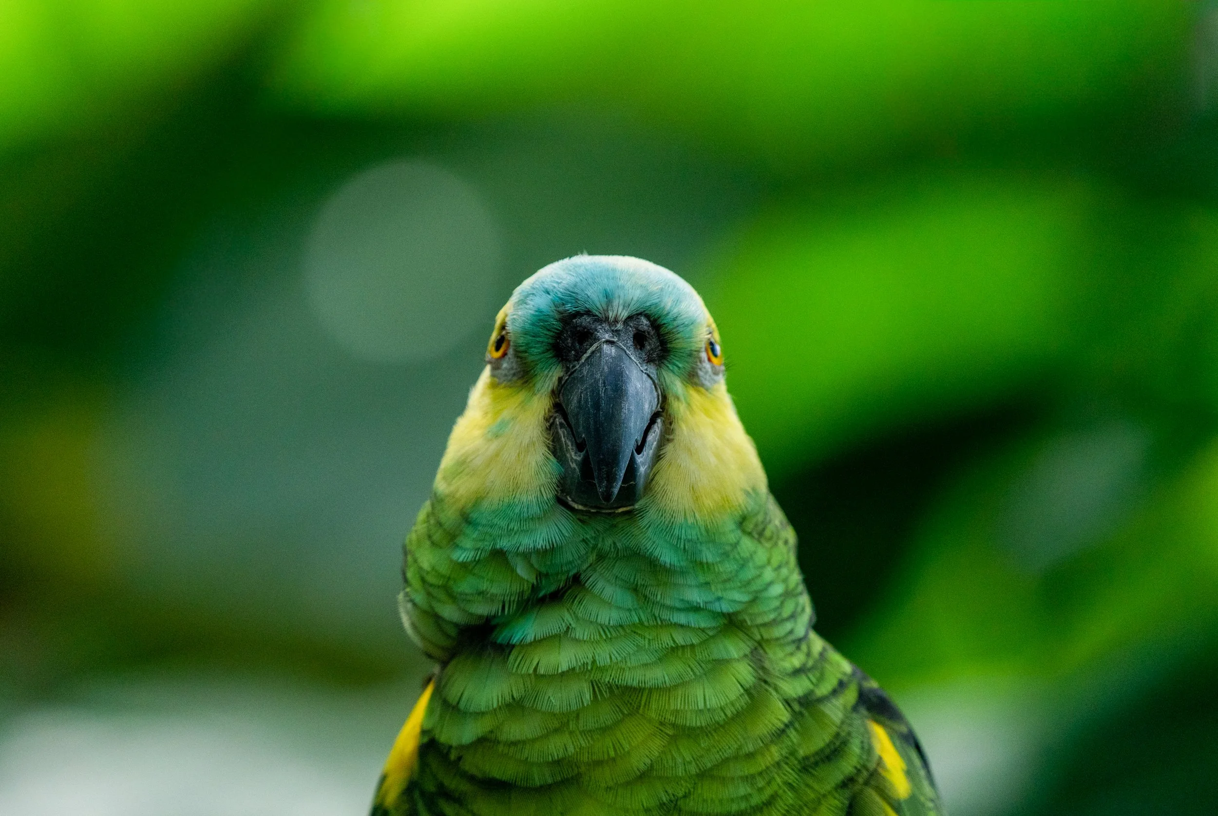 Yellow-Naped Amazon
Known for their remarkable intelligence and vocal mimicry, the Yellow-naped Amazon is easily identified by the bright yellow patch on its nape. Sadly, they are currently listed as Critically Endangered due to habitat loss and the 