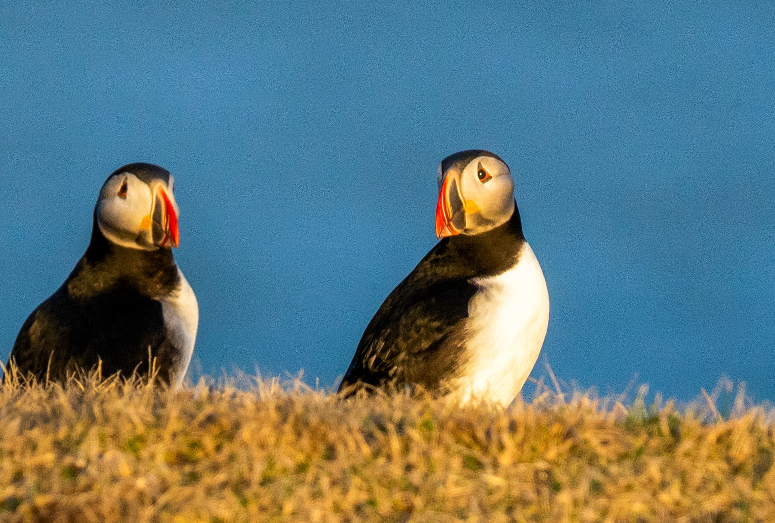 Sunset Profile
A moody, high-contrast portrait of a puffin against a dark background. The lighting emphasizes the sharp orange of the bill and the clean white of the chest. This "tuxedo" look isn't just for show—it’s vital countershading. When they a