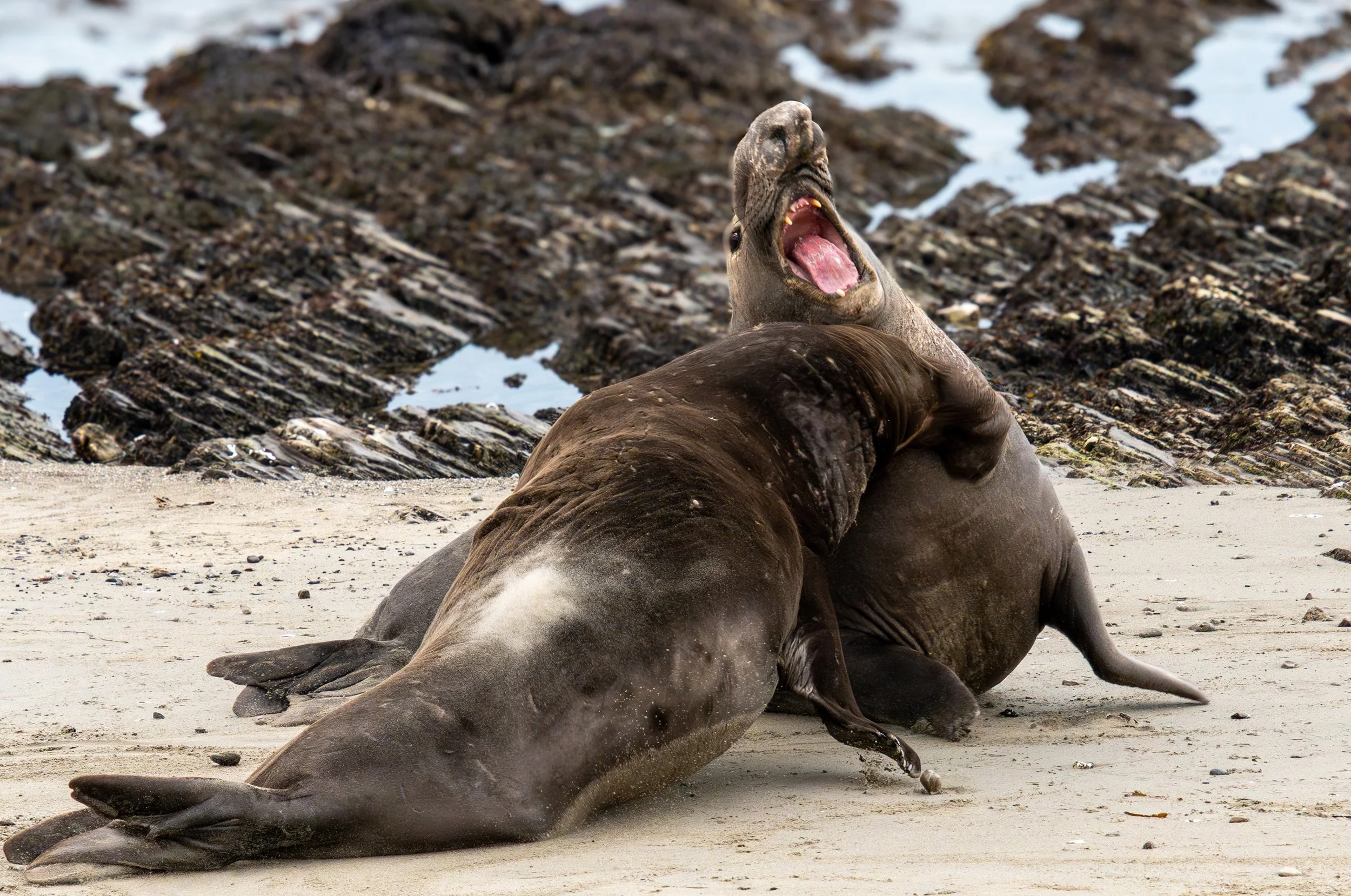 Fighting male Elephant Seals